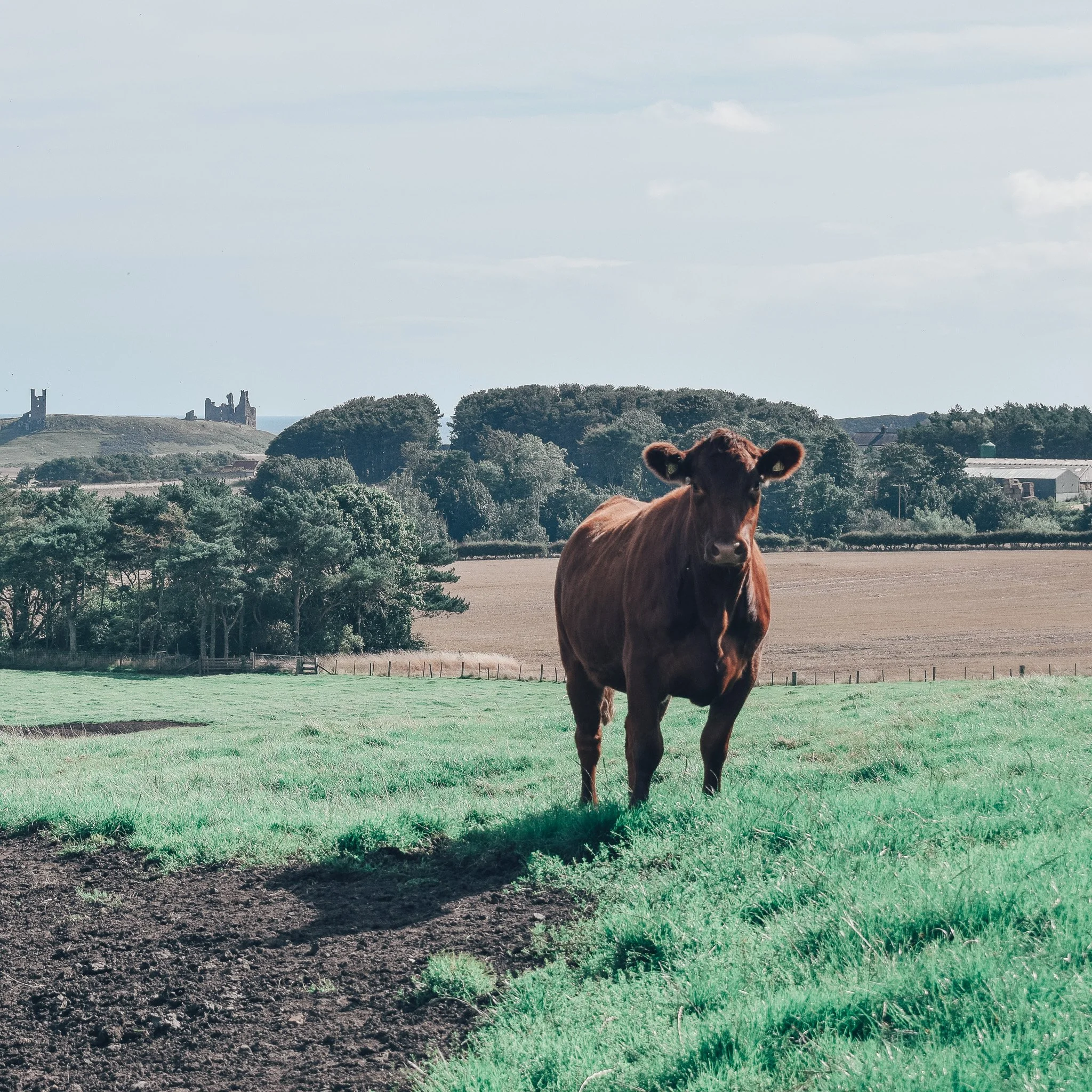 Cow in Field