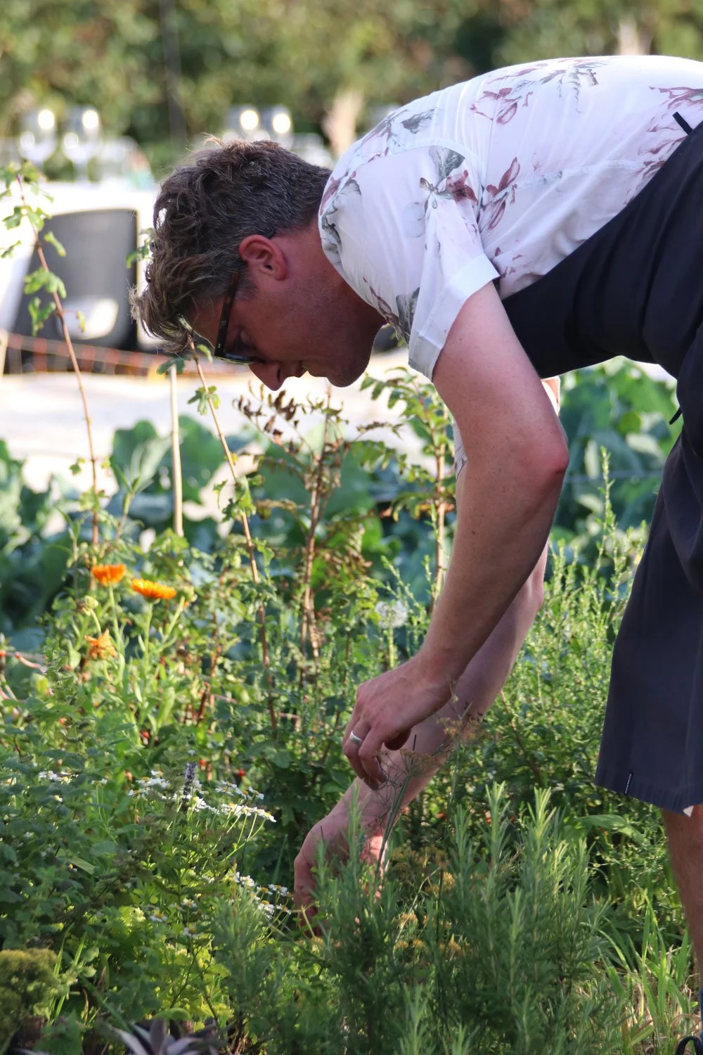 A man with glasses and brown hair, wearing a white floral shirt and black shorts, is gardening outdoors, bending over among green plants and flowers.