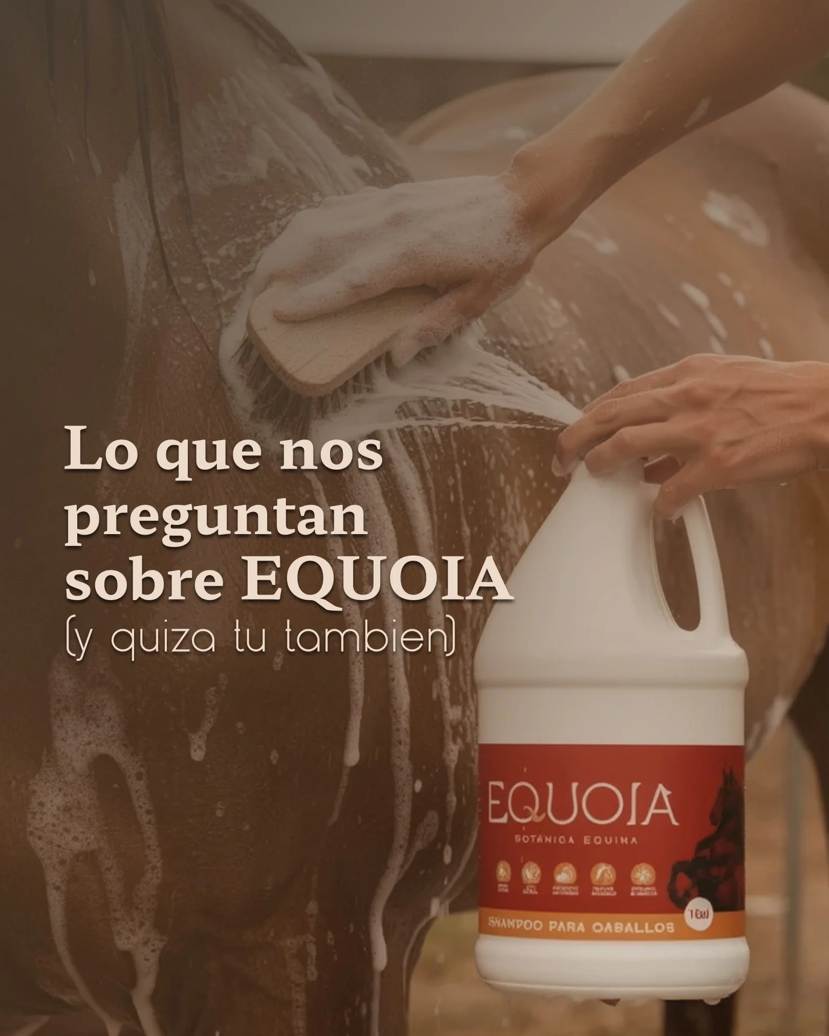 Cuando se trata de tu caballo, es normal querer preguntar TODO antes de probar algo nuevo. Y nos encanta que sea as&iacute;. 🤎

Por eso preparamos este post con preguntas frecuentes que nos han hecho sobre Equoia., la idea es que te sientas seguro a
