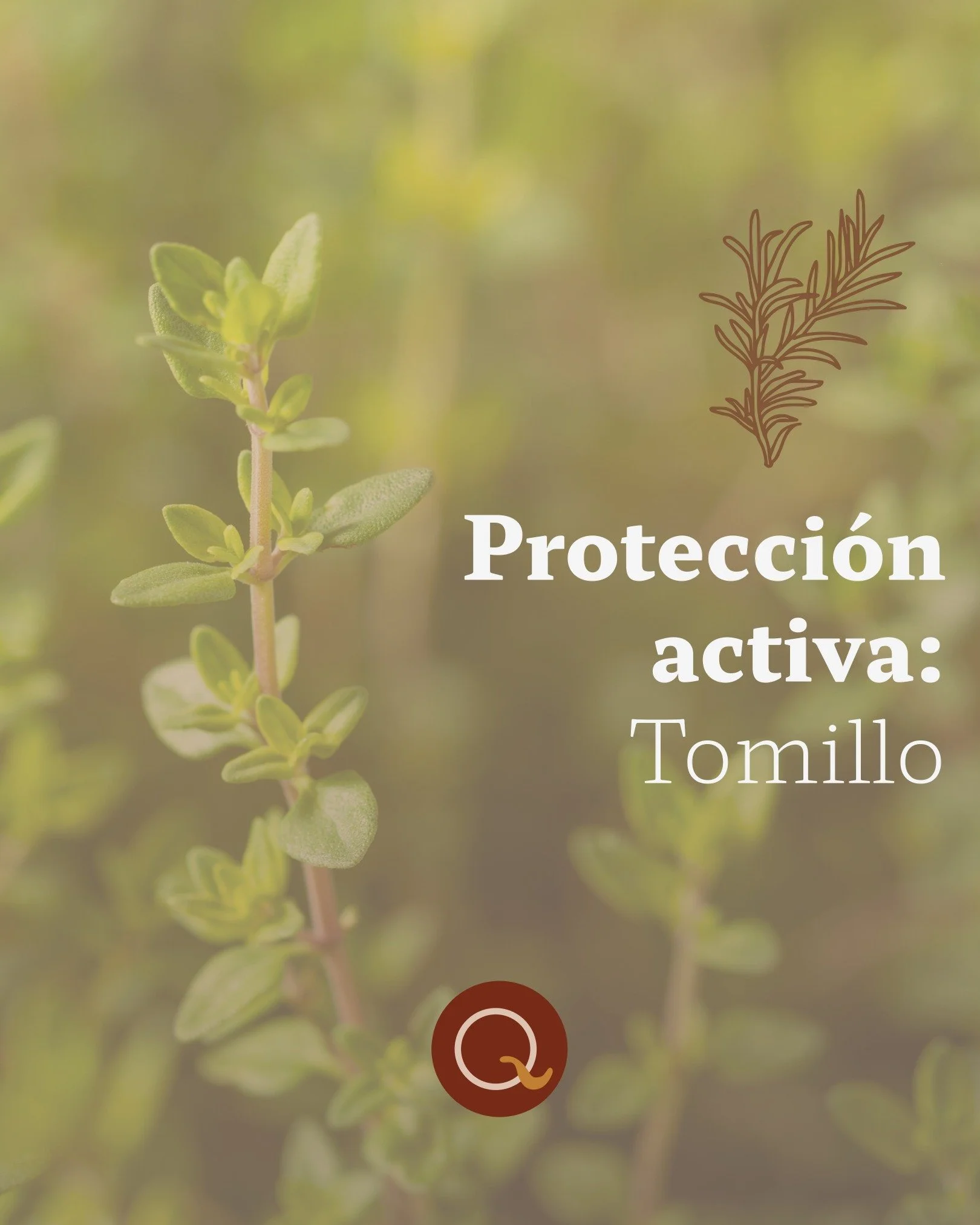 El tomillo 🌿 es un cl&aacute;sico de la bot&aacute;nica&hellip; y un gran aliado para el cuidado de la piel de tu caballo.

Tiene acci&oacute;n antis&eacute;ptica y antif&uacute;ngica 🍄, lo que ayuda a proteger la piel y a prevenir irritaciones, es