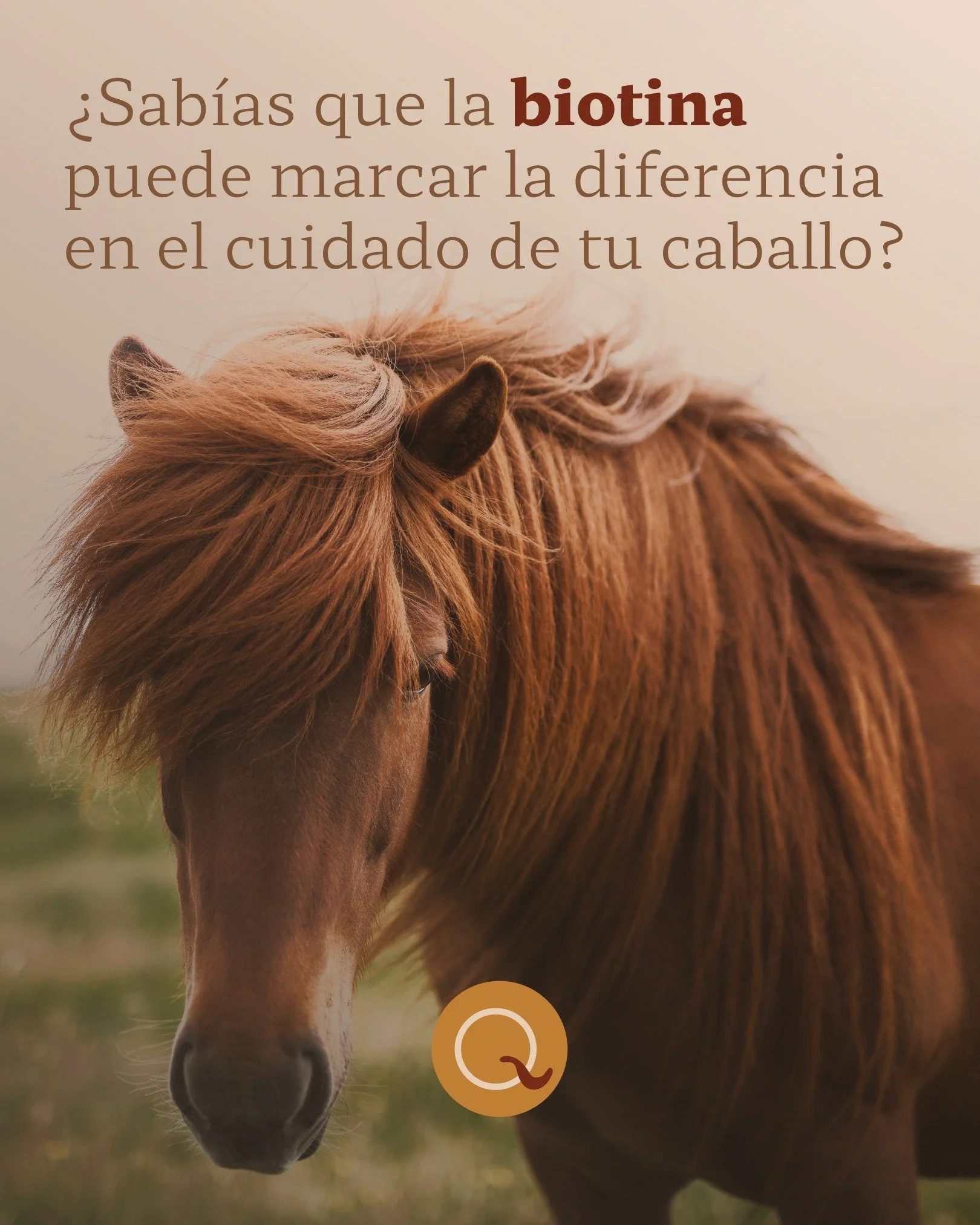 La biotina es uno de los mejores aliados en el cuidado del pelaje de tu caballo. 🐴✨ Su efecto no es solo est&eacute;tico: se nota en c&oacute;mo el pelo se siente m&aacute;s fuerte, c&oacute;mo se mantiene mejor entre ba&ntilde;os y c&oacute;mo la c