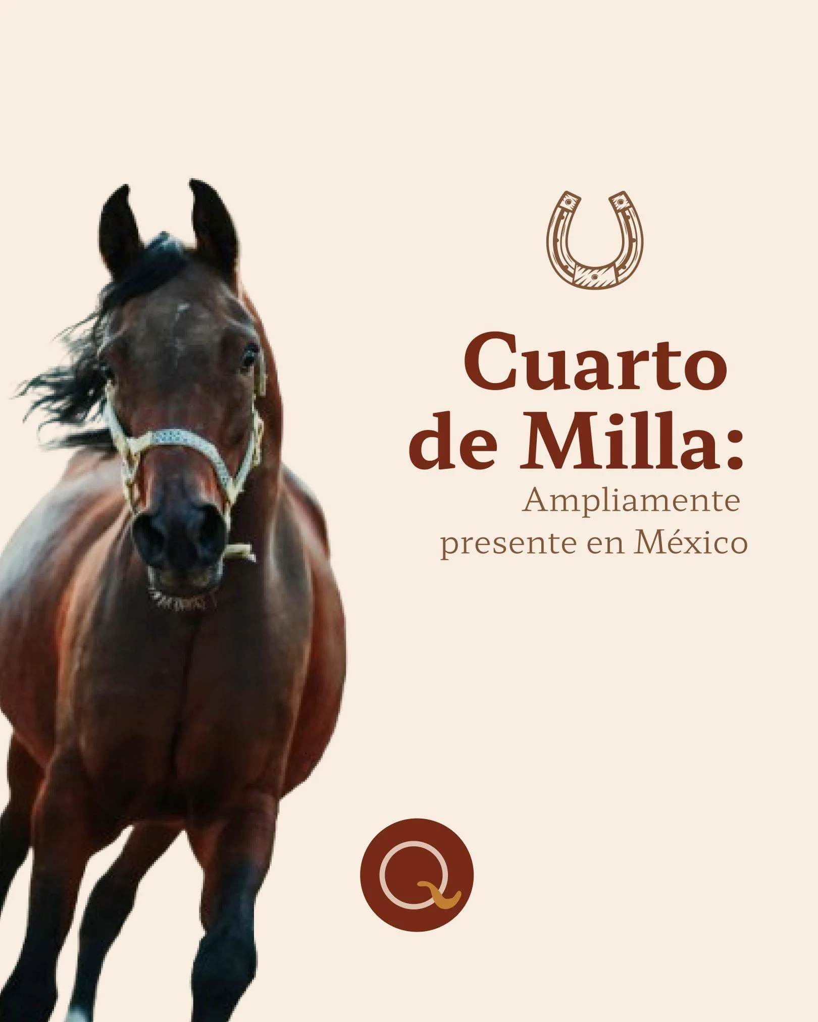 El Cuarto de Milla destaca por su potencia y agilidad, brillando en velocidad, charrer&iacute;a y trabajo vaquero. 🐎

Razas atl&eacute;ticas como &eacute;sta necesitan un cuidado de la piel para prevenir irritaciones por sudor, trabajo constante y e