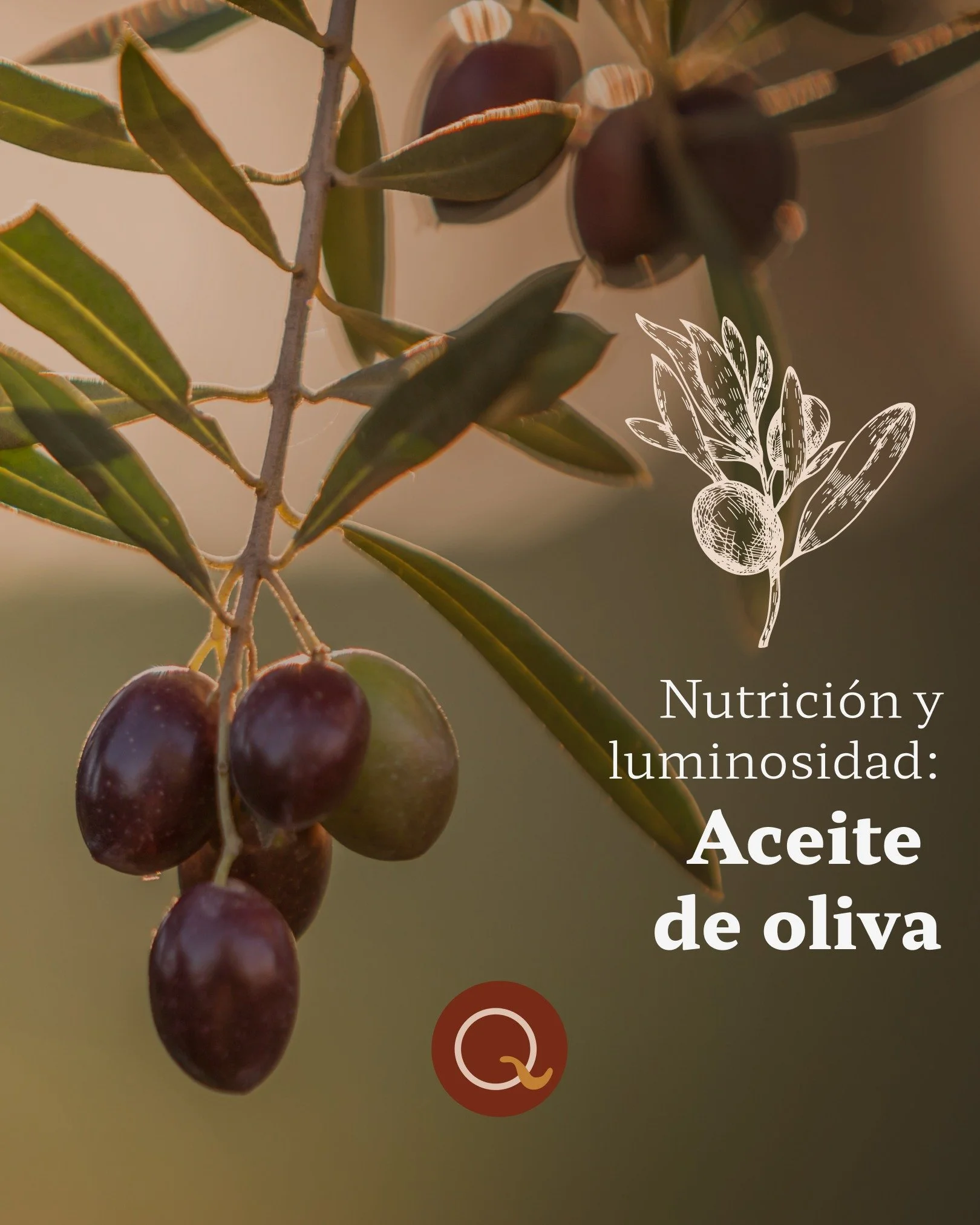 El aceite de oliva es parte de nuestro shampoo para caballos Equoia por este motivo: aporta nutrici&oacute;n y una luminosidad natural al pelaje. 🌿✨

Es un ingrediente bot&aacute;nico con perfil emoliente, lo que significa que ayuda a suavizar la fi