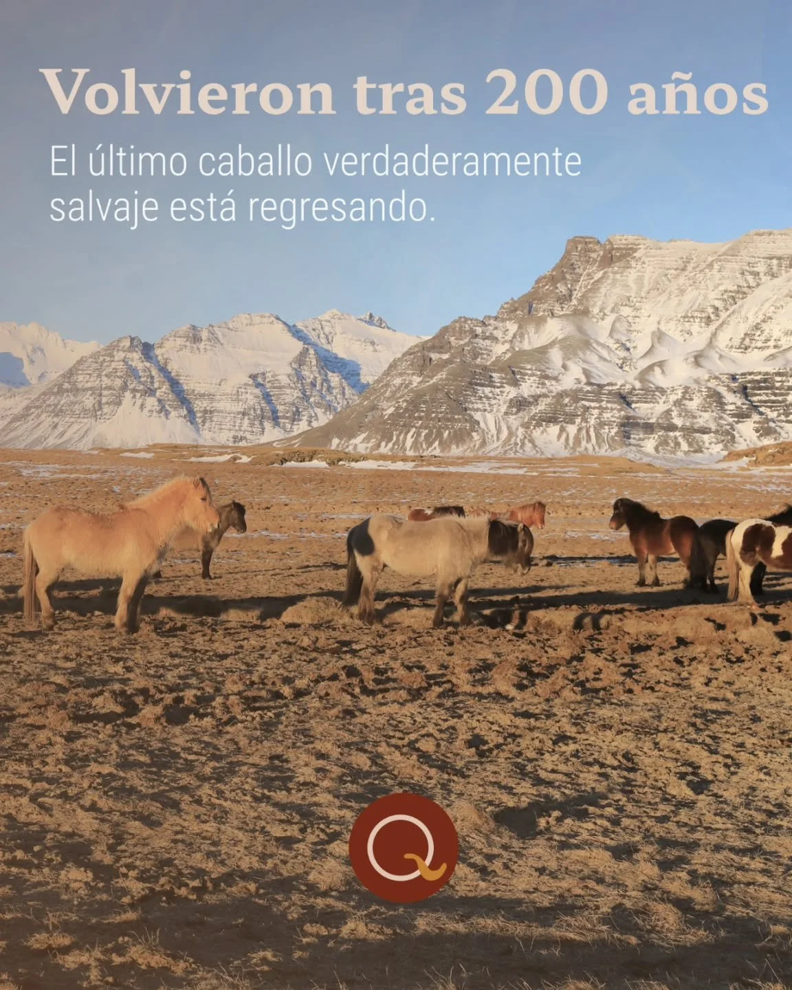 Durante d&eacute;cadas, el caballo de Przewalski estuvo extinto en vida silvestre y solo sobrevivi&oacute; gracias a programas de conservaci&oacute;n y reproducci&oacute;n en cautiverio.

Lo incre&iacute;ble es que en los &uacute;ltimos a&ntilde;os c