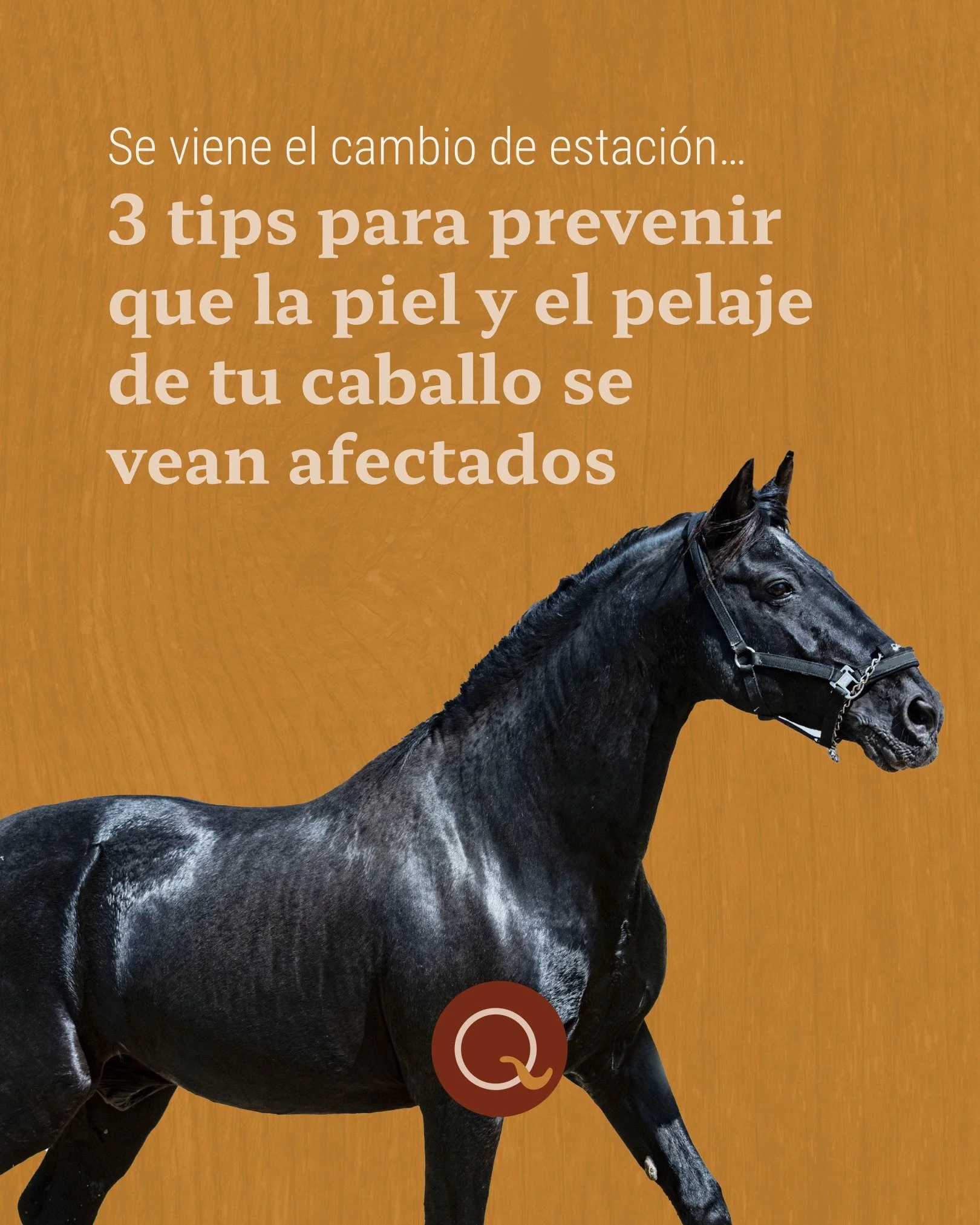 El cambio de estaci&oacute;n no solo se ve en el clima: tambi&eacute;n se nota en la energ&iacute;a del caballo, en c&oacute;mo se deja cepillar y en c&oacute;mo responde su piel a lo que lo rodea. 🐎🌿

En primavera, la clave es observar: m&aacute;s