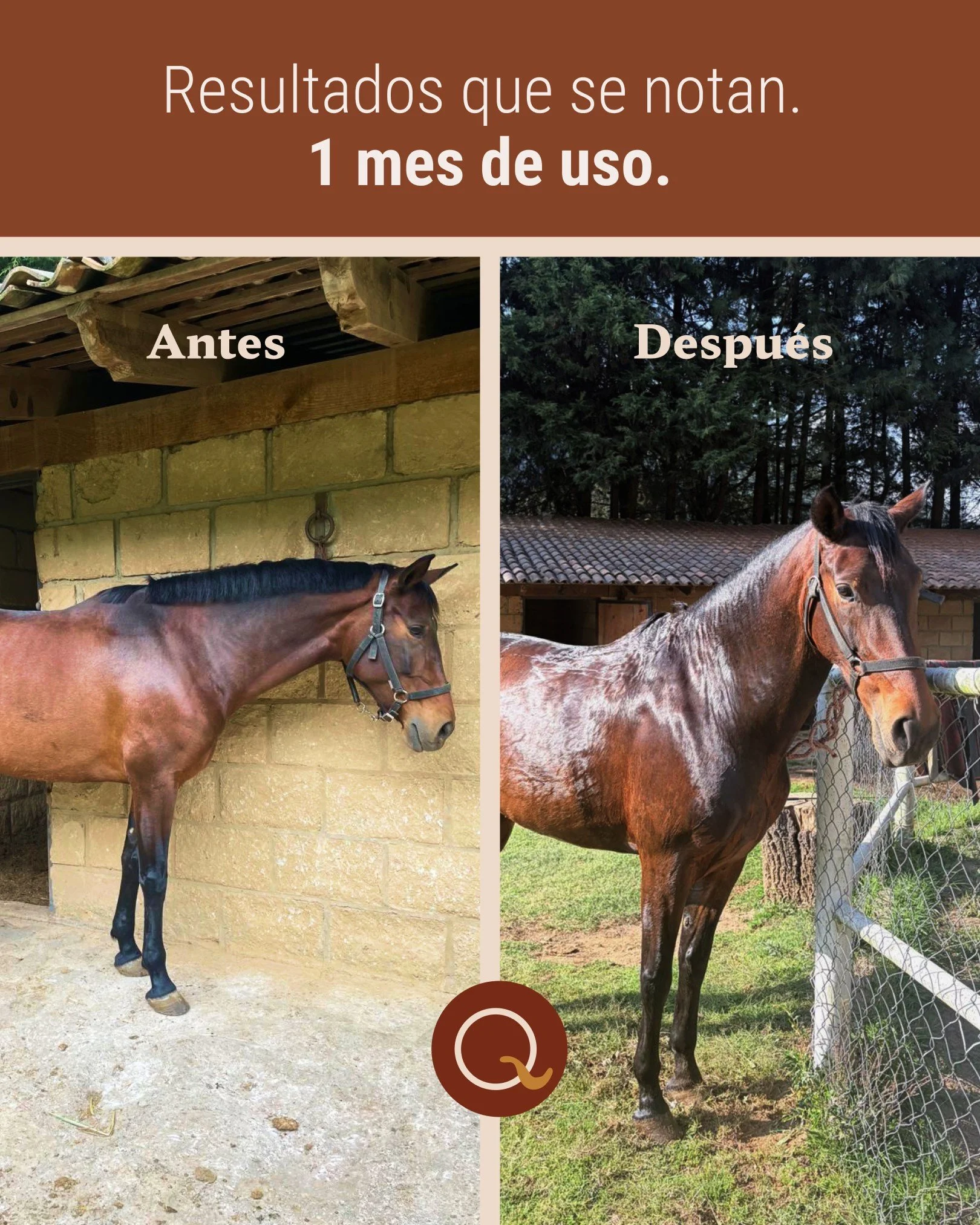 Un mes de constancia suele reflejarse en detalles que s&iacute; importan: pelaje m&aacute;s manejable al cepillar, crin y cola que se trabajan con m&aacute;s facilidad y un aumento considerable en el brillo de su pelo 🐎✨

Este antes/despu&eacute;s e