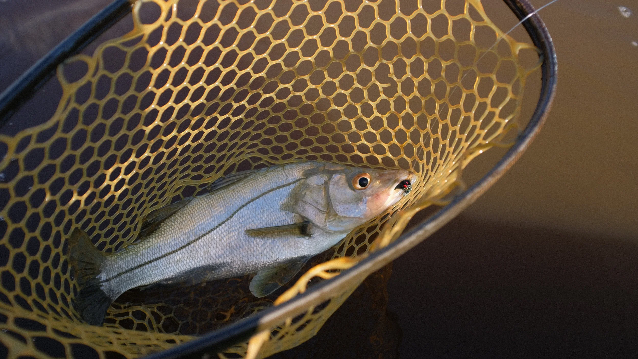 A fish inside a yellow mesh fishing net with water underneath.