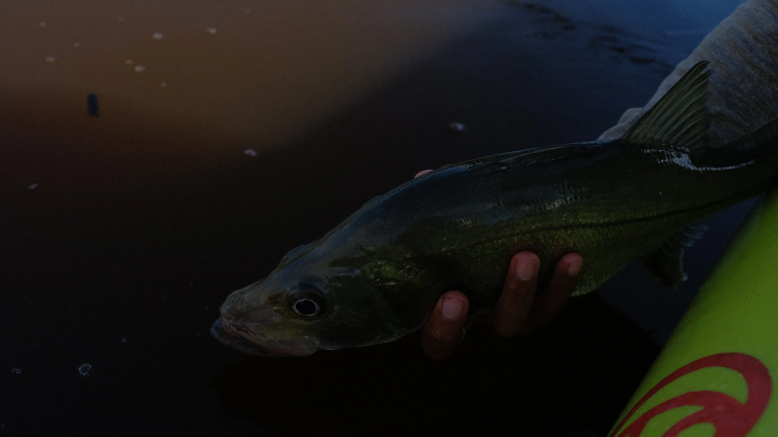 A person holding a fish with one hand, near a yellow object, with water in the background.