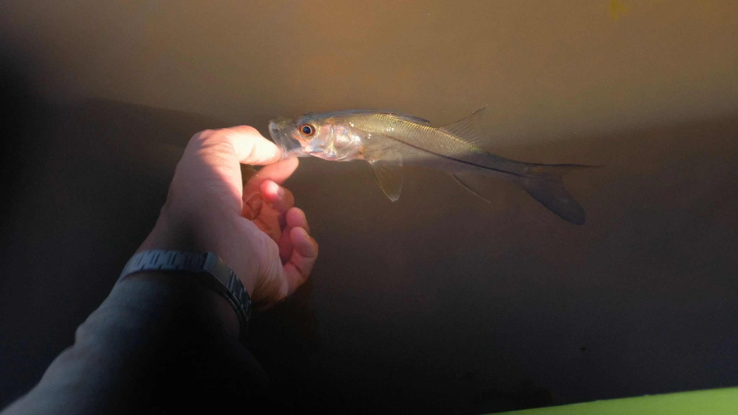 A person holding a fish underwater, with the fish's head near the person's hand.