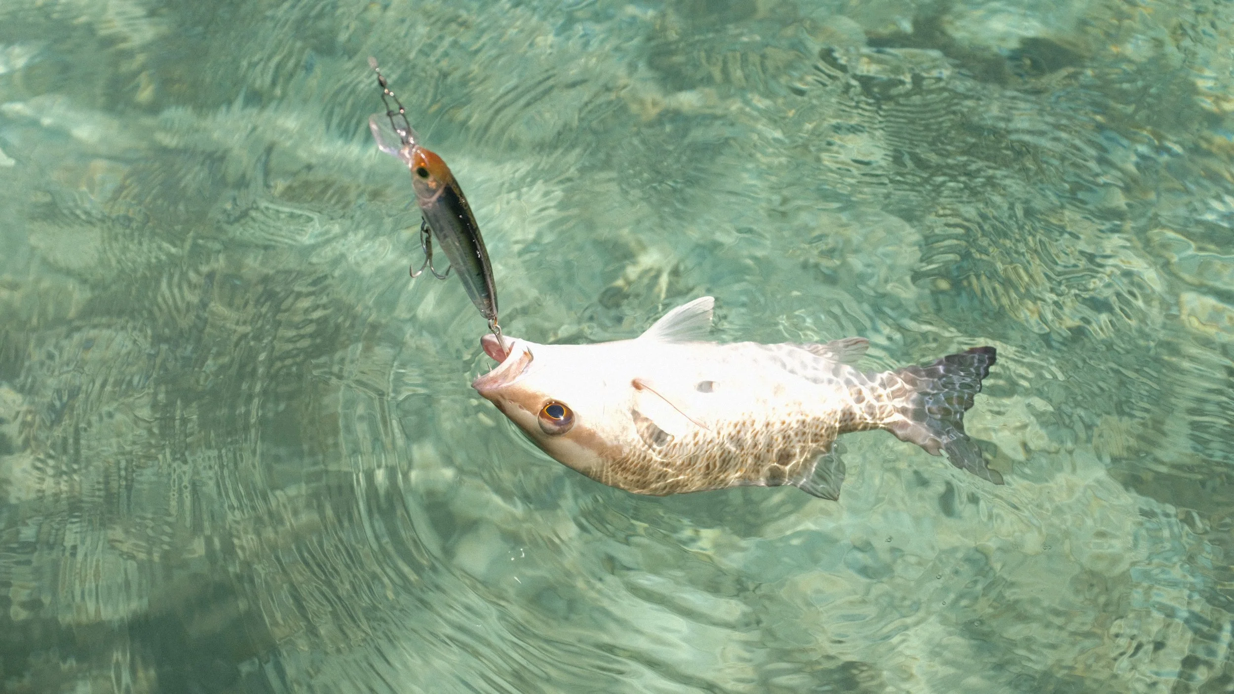 A fish caught on a fishing hook in clear water.