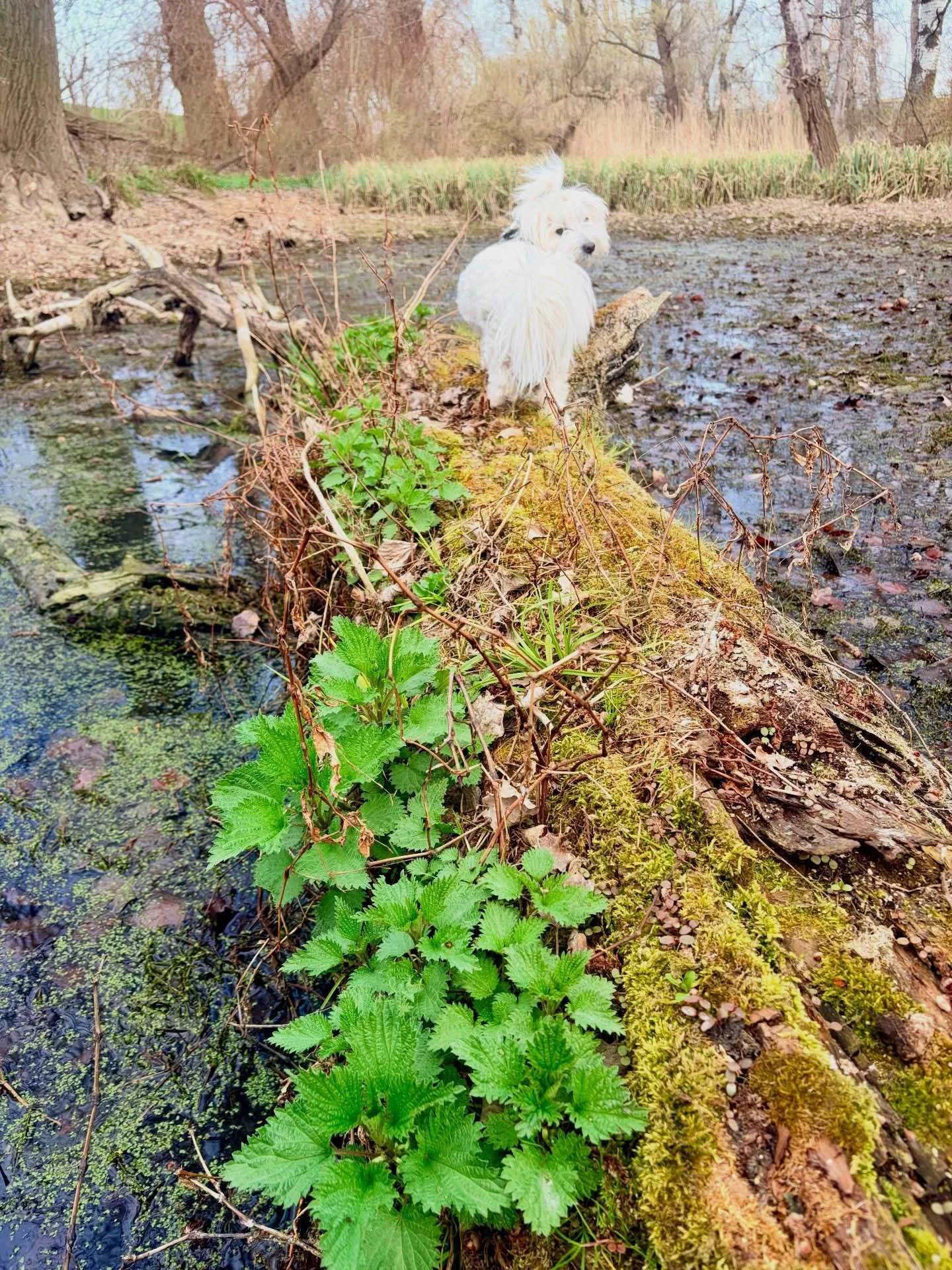 Nettles are growing so fast 💚🌿 all the land surrounding the place where I live is full of nettles. They grow on the woods, on the sides of the streets, the gardens&hellip;  everywhere 🍃 and I feel so blessed to be here, as Nettle is such a powerfu