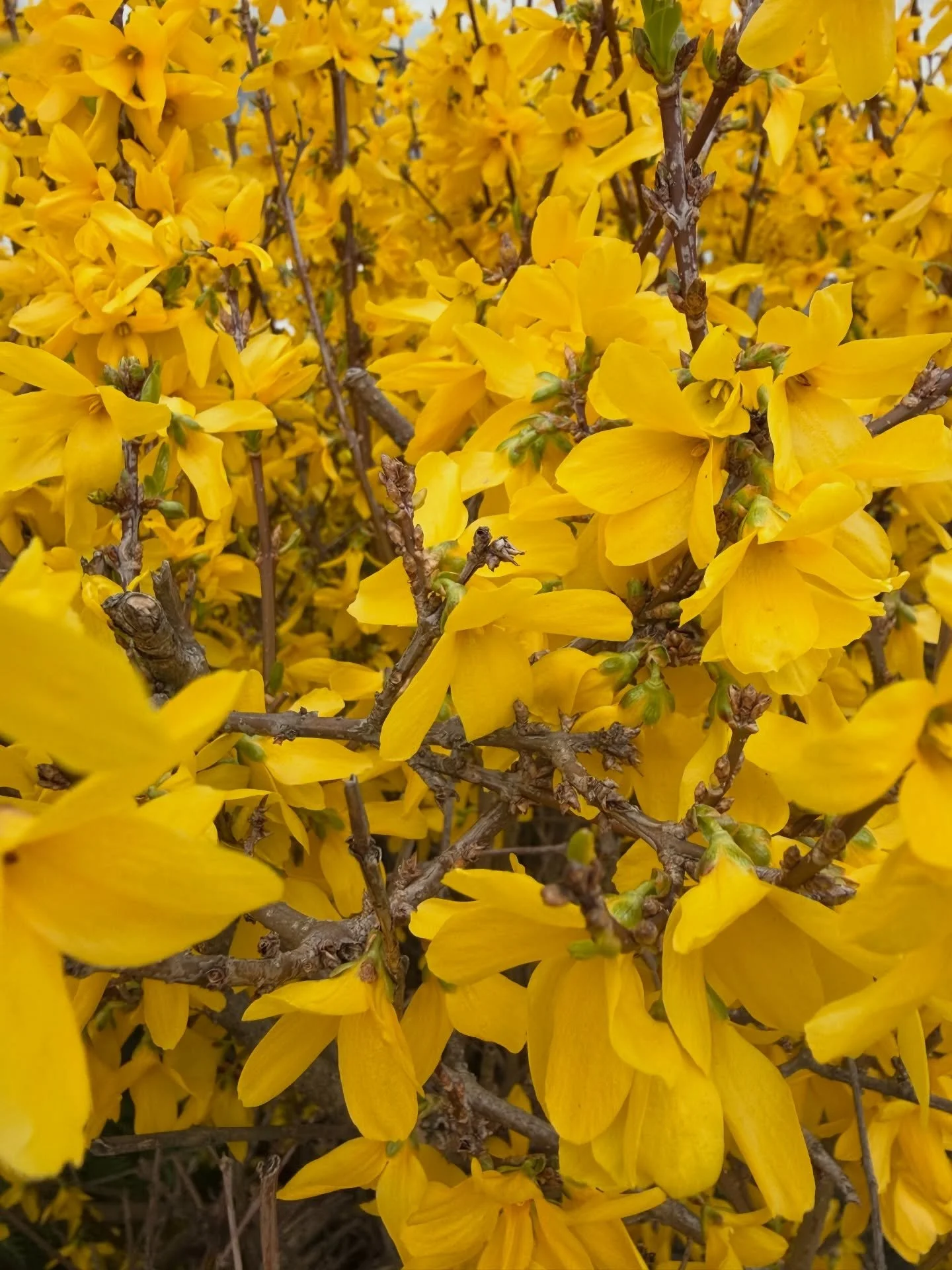 The color yellow has my heart, especially after winter time ❄️❄️❄️ It's like the sun is whispering that there's beauty in the bloom and we will be born again. We're reminded that every ending marks a new beginning. 🌞✨🌞 💛 #natureheals #nature #flow