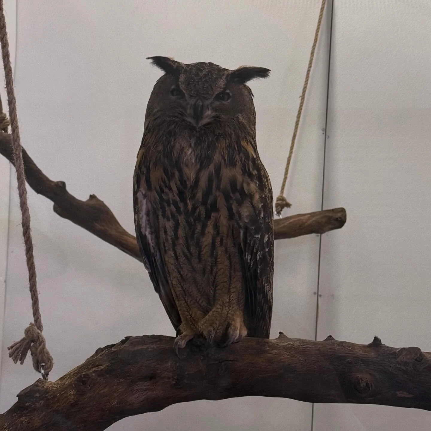 &ldquo;The owl is the wisest of all birds because the more it sees, the less it talks.&rdquo; &mdash; African Proverb ❤️ #owls #proverb