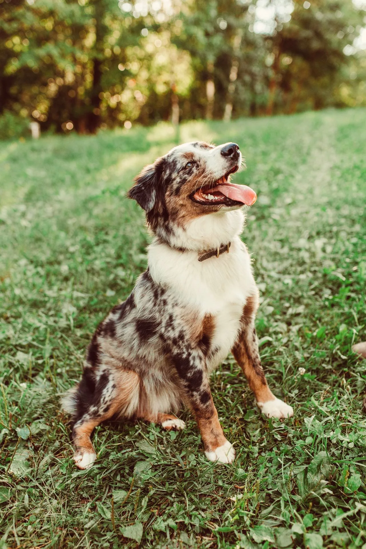 A joyful Australian Shepherd puppy sitting on grass in a park with a blurred green tree background.