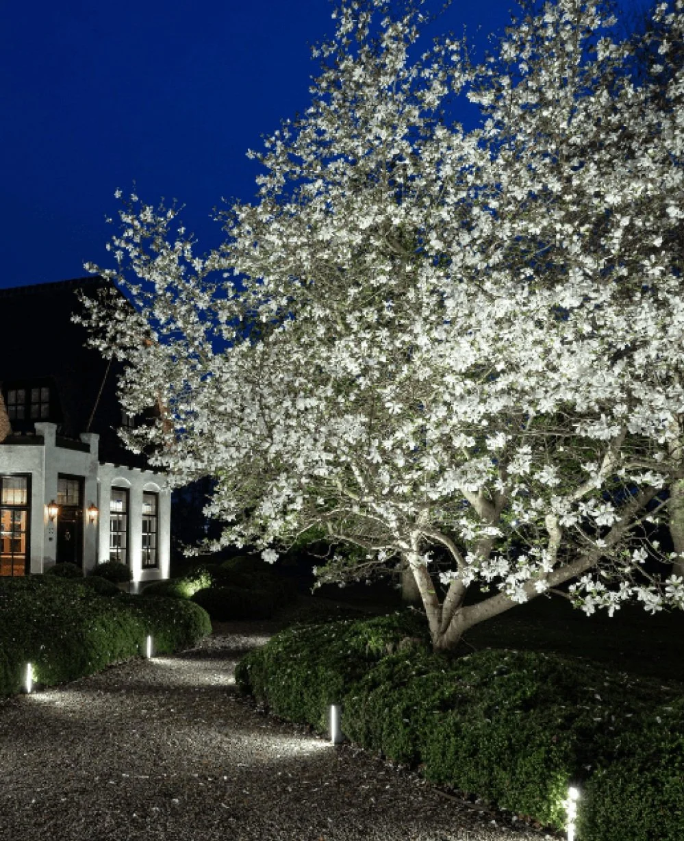 A large flowering tree illuminated at night, with white blossoms and a pathway lined with small lights leading to a house with lit windows.