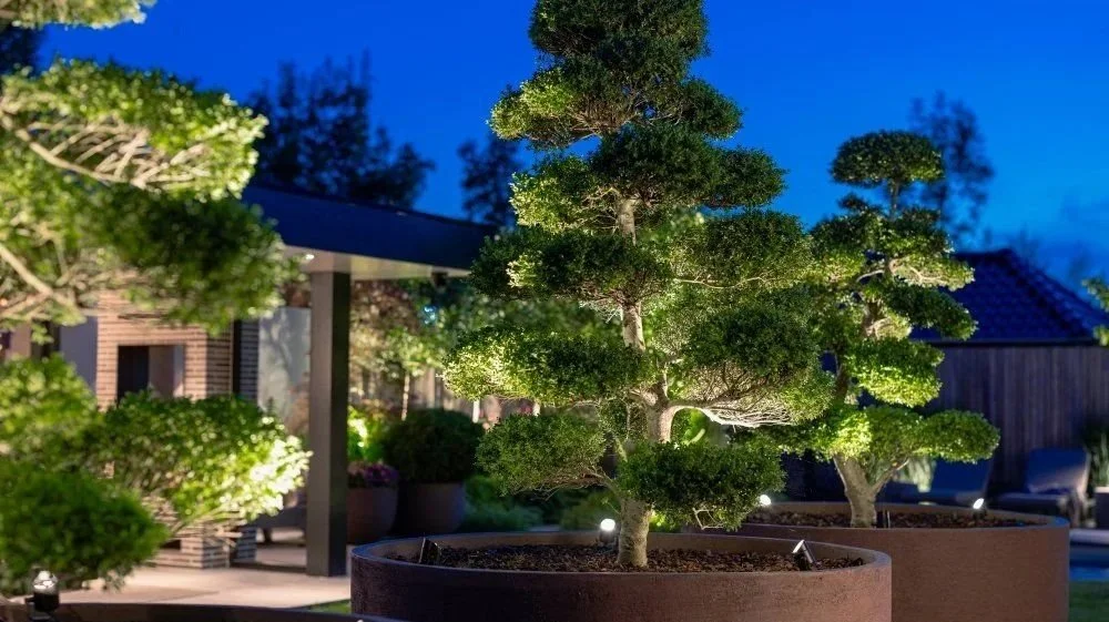 Decorative potted bonsai trees illuminated at night in a backyard garden.