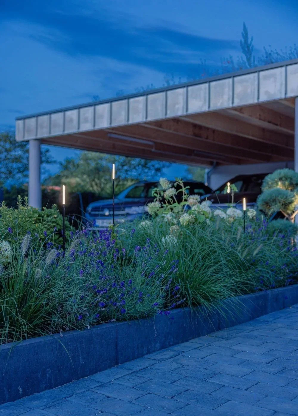 Garden with purple and green plants, some with flowers, in front of a parking area with cars under a covered wooden structure at dusk.