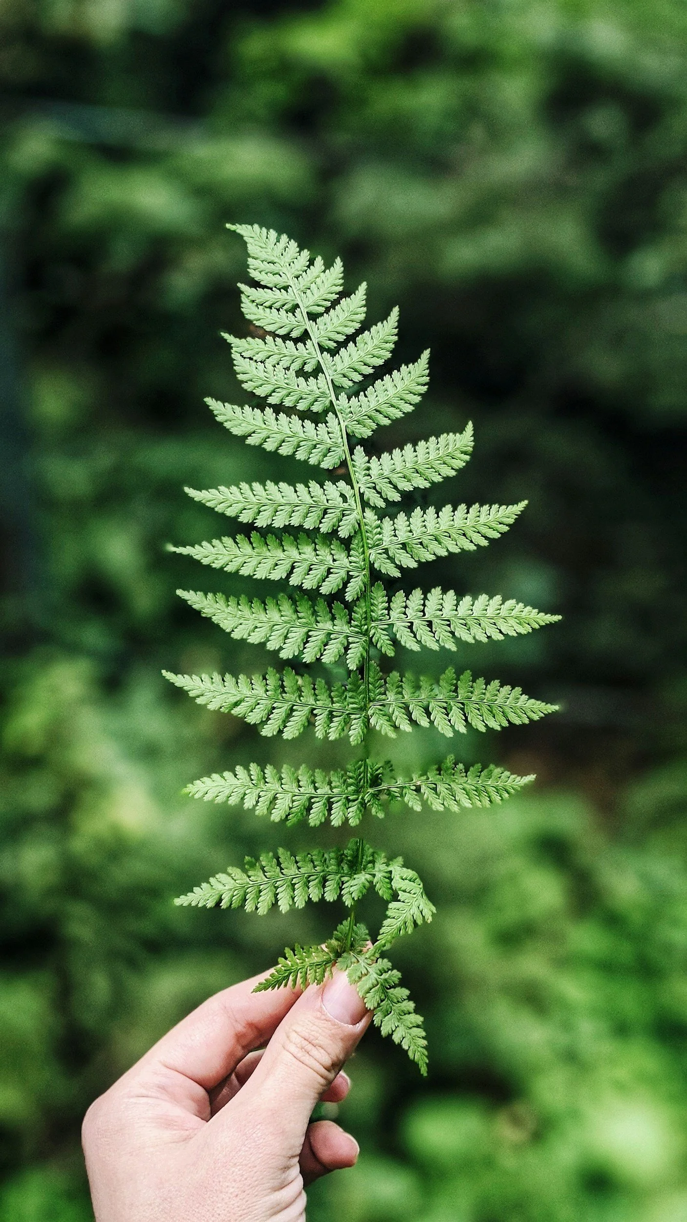 A hand holding the end of a beautiful green fern, this photo feels soft, welcoming, and calming. Behind the hand and fern is a blurred green background of lush vegetation.