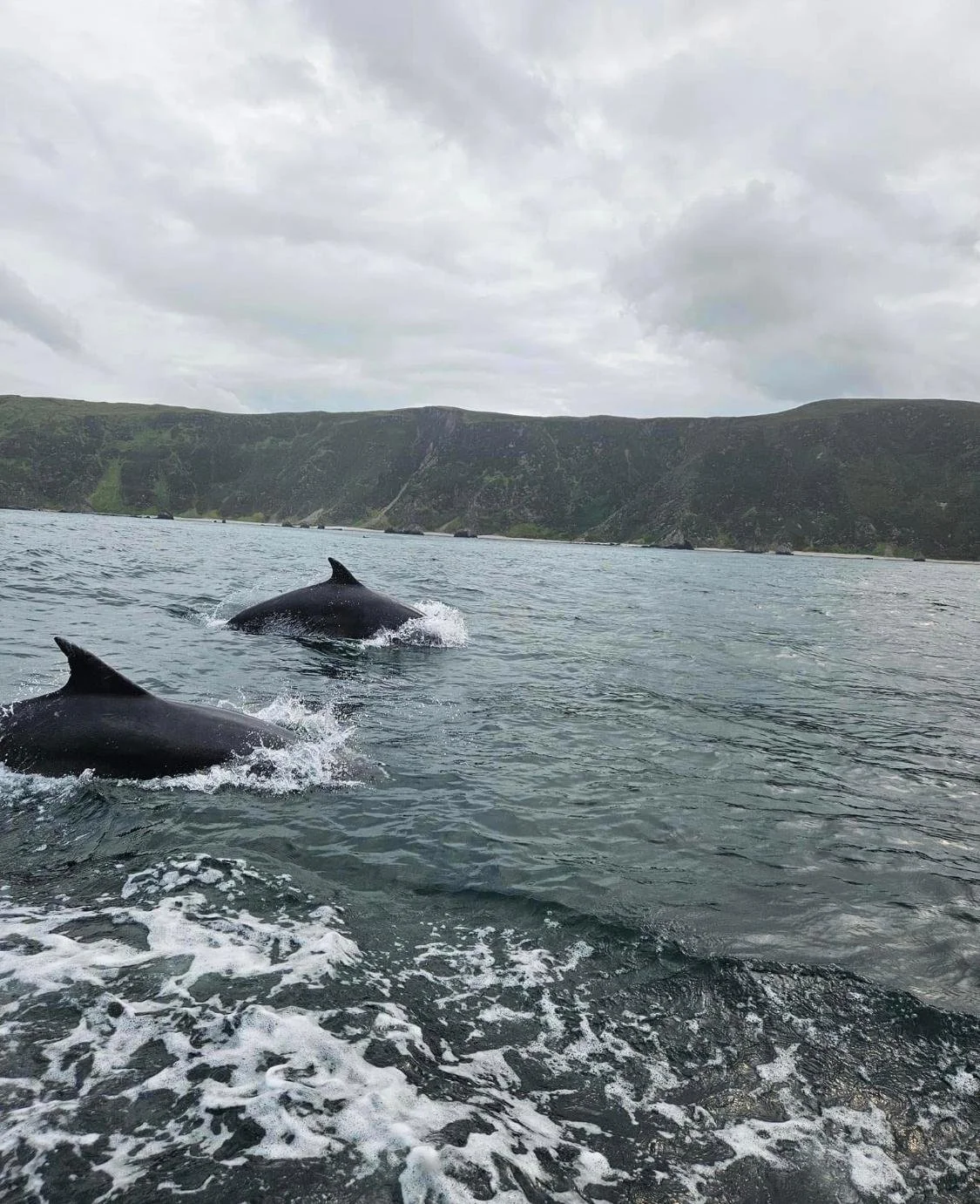 Two dolphins swimming in the ocean near a hilly coastline.