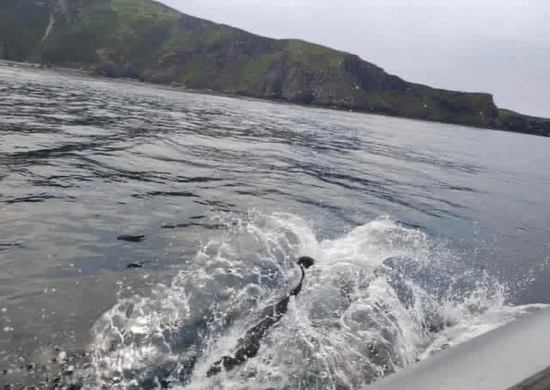 View from a boat showing choppy water with a tail of a fish jumping out of the water near the boat, and a distant coastline with grassy cliffs under an overcast sky.
