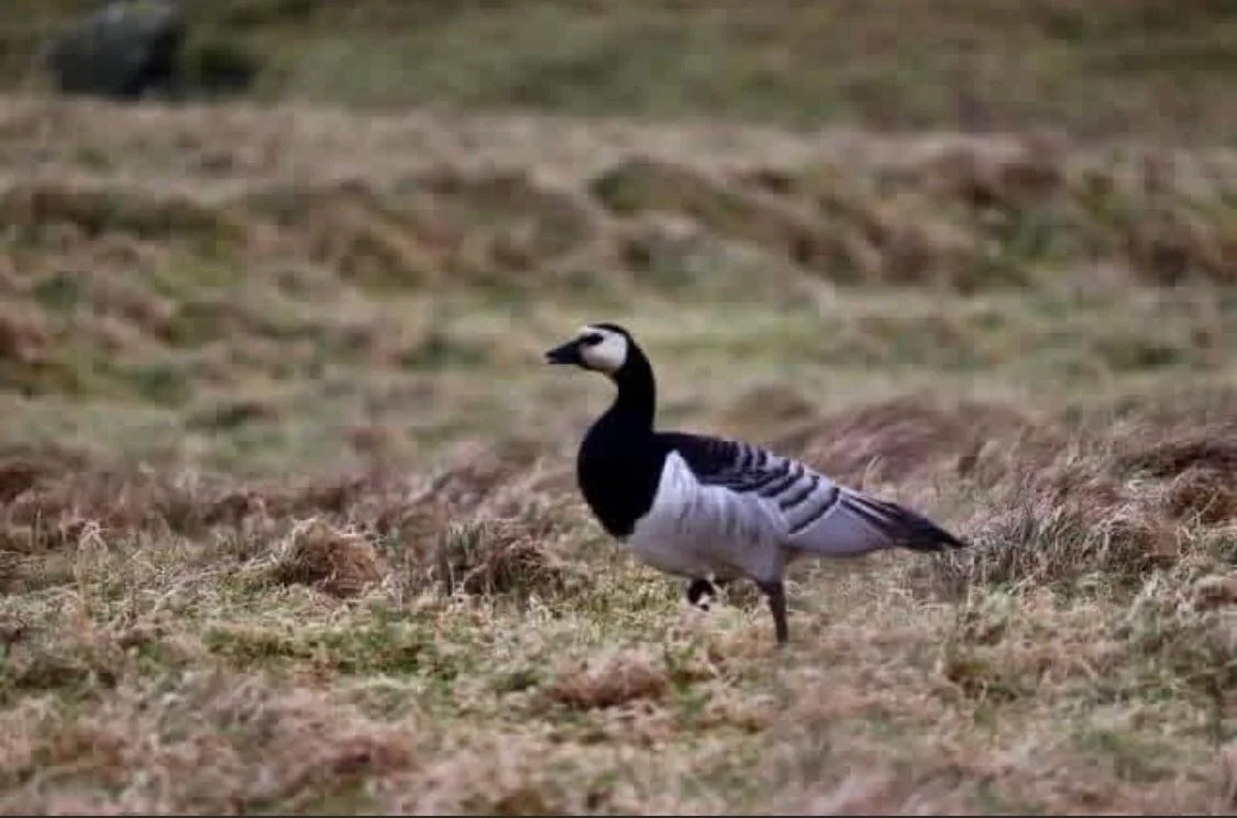 A close-up of a barnacle goose standing on grass in a field.