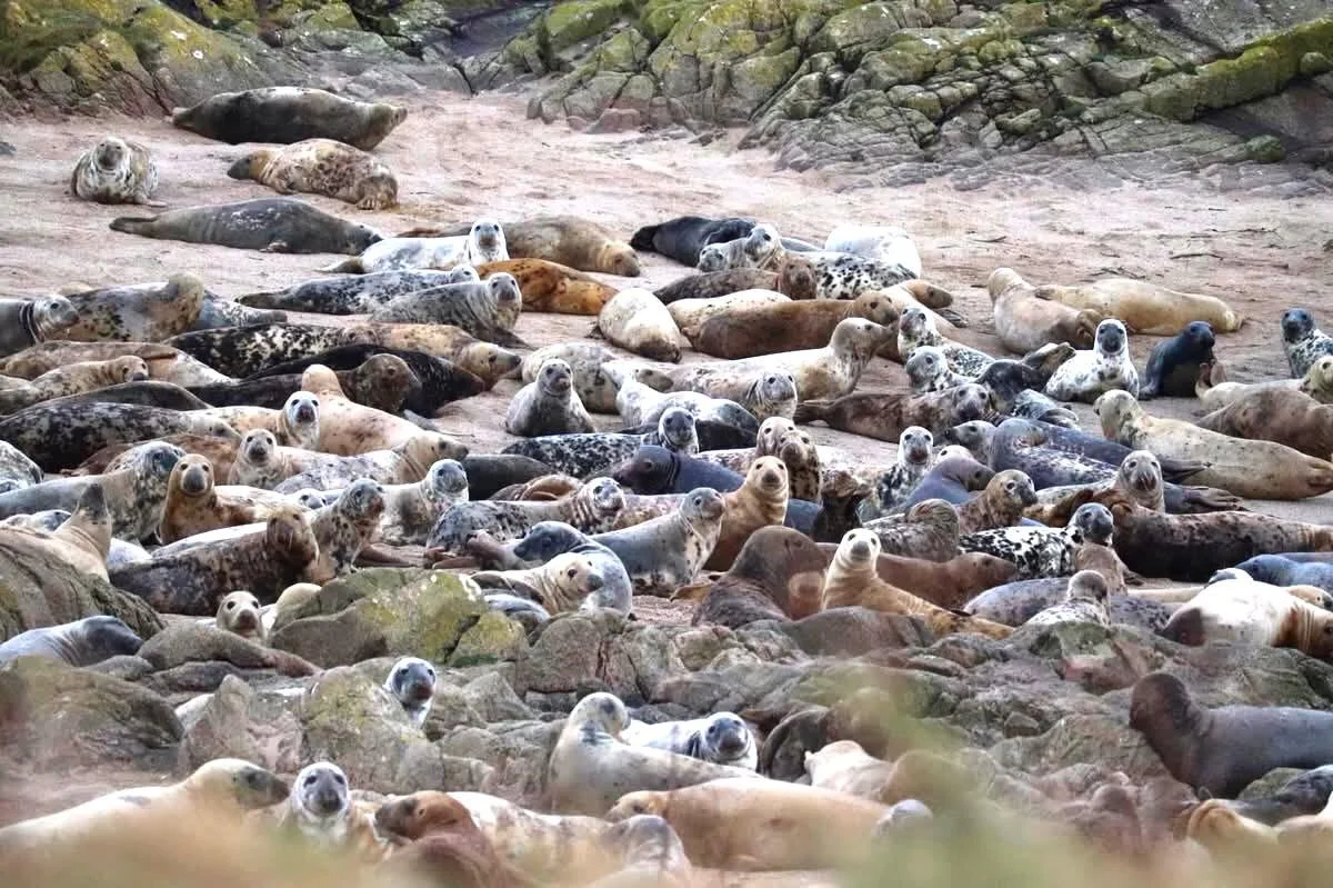A large group of seals resting on a rocky beach, with some lying on the sand and others on the rocks, surrounded by mossy rocks.