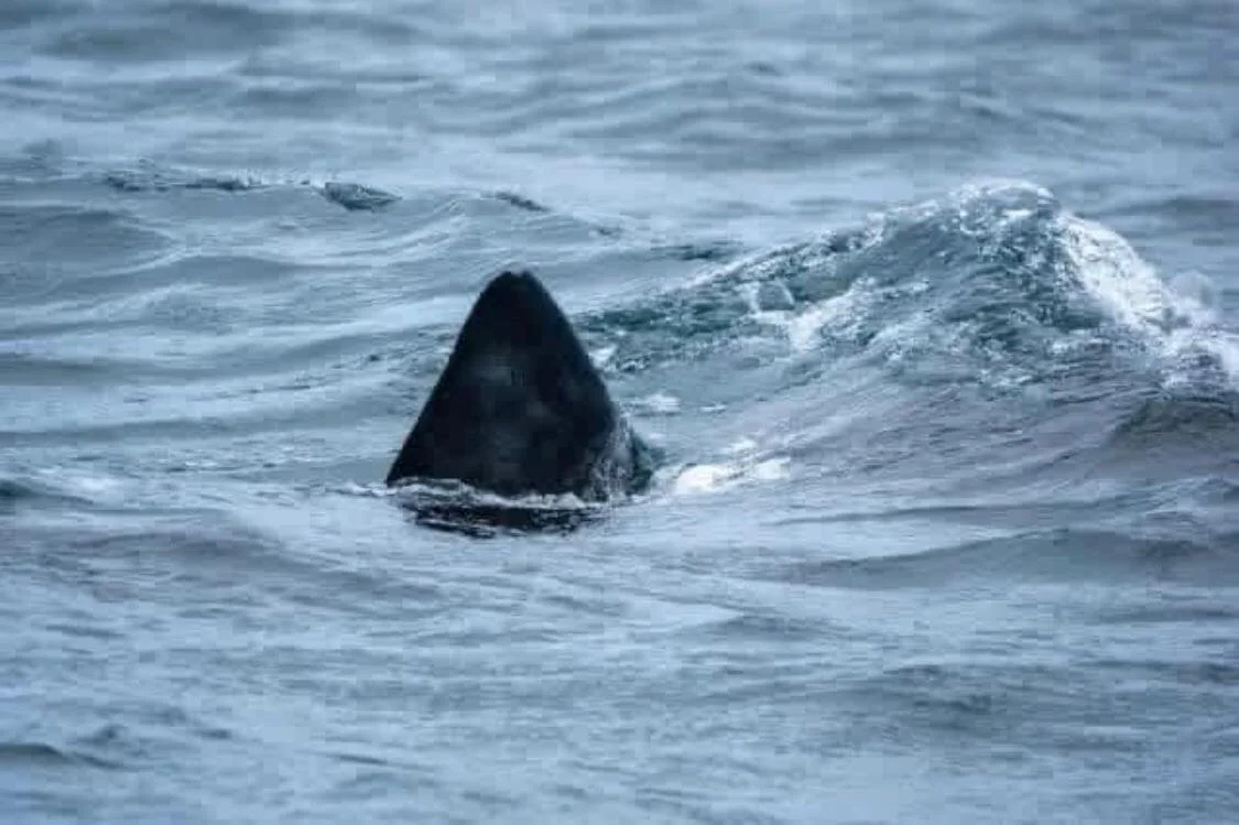 A whale's dorsal fin breaking the surface of the ocean water.