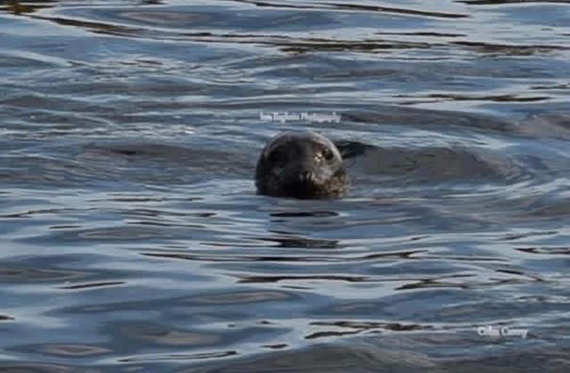 A seal swimming in the ocean, with only its head visible above the water.
