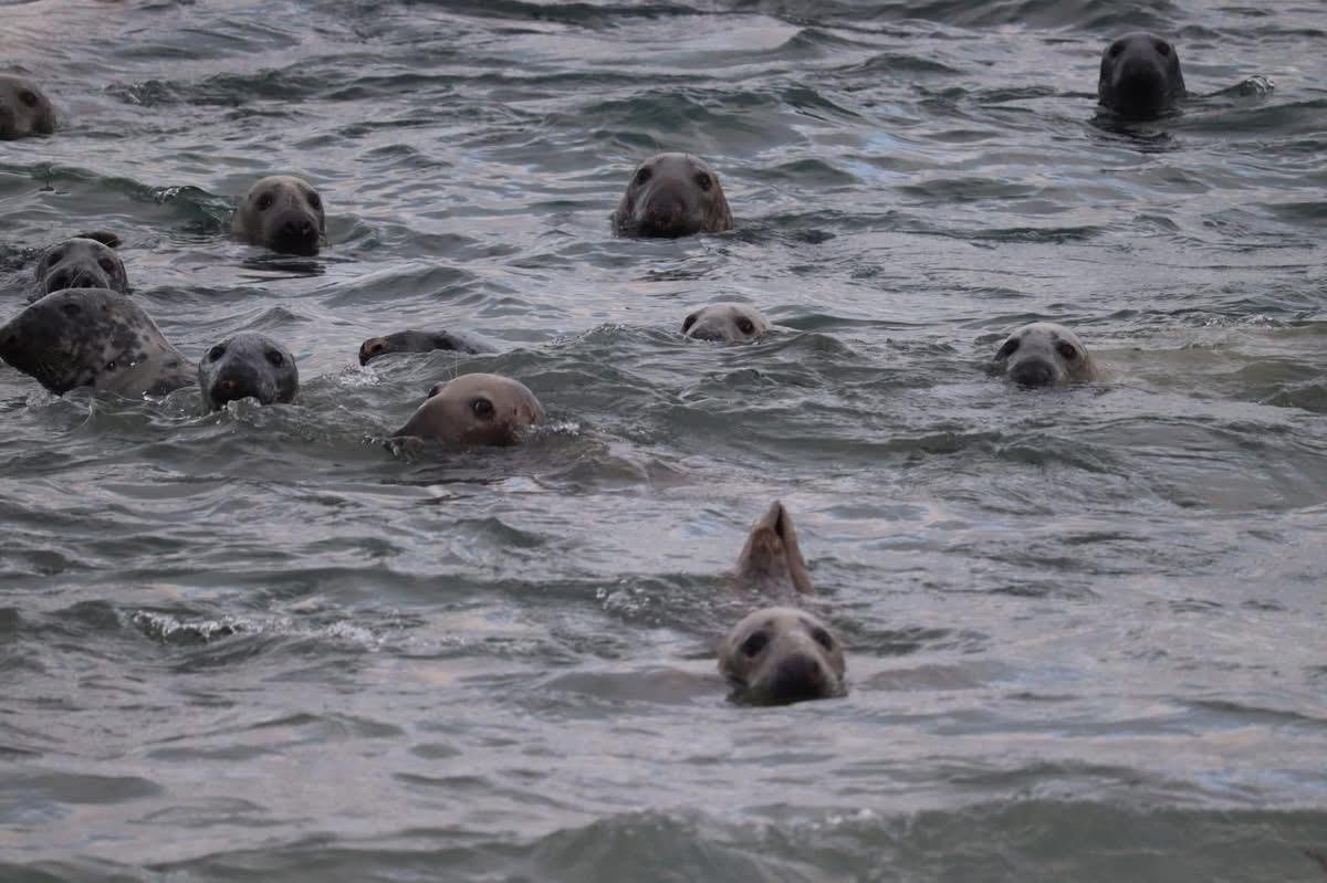 Multiple seals swimming in the ocean, with some peeking out of the water and others fully submerged.