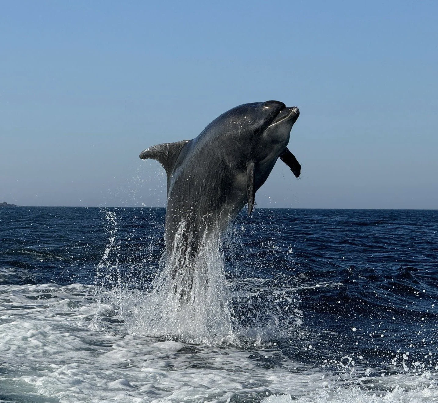 A whale breaching out of the water, mid-air above the ocean surface with a clear blue sky in the background.