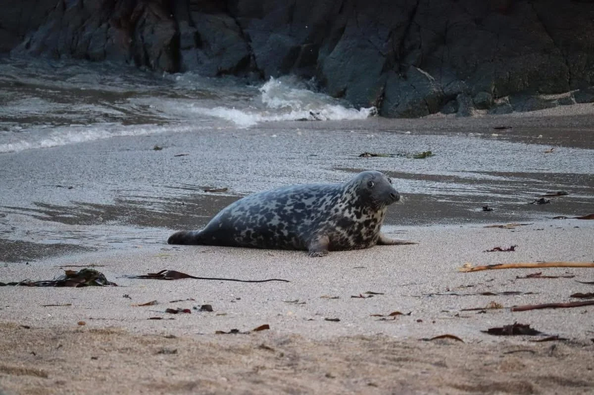 A gray and black speckled seal lying on the sandy beach near the shoreline, with rocks and small waves in the background.