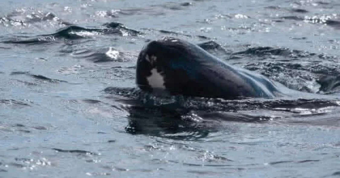 A whale surfacing in the ocean with water splashing around it.
