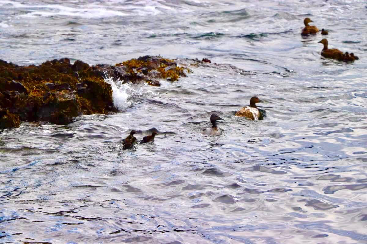 Group of ducks swimming near rocks in the ocean.