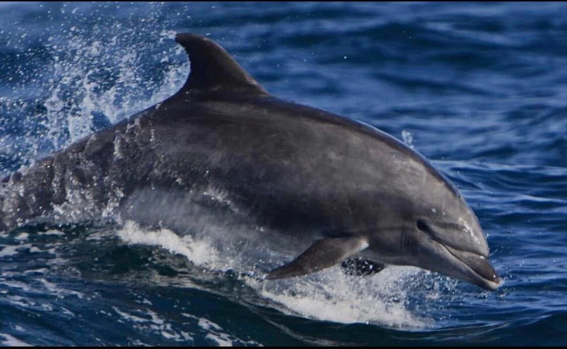 A dolphin swimming in the ocean, jumping out of the water.