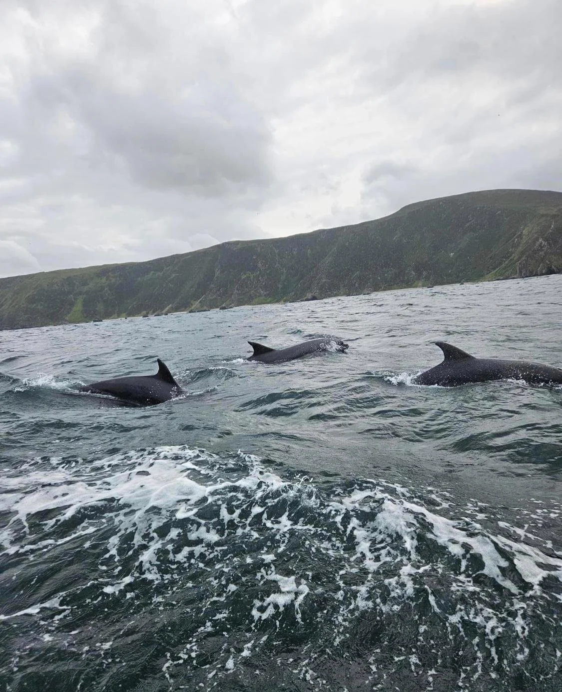 Three dolphins swimming in the water near a hilly coastline under a cloudy sky.