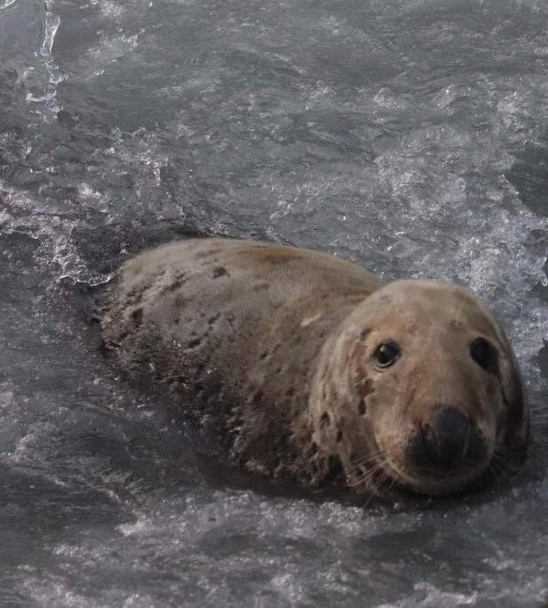 Harbor seal swimming in the water.