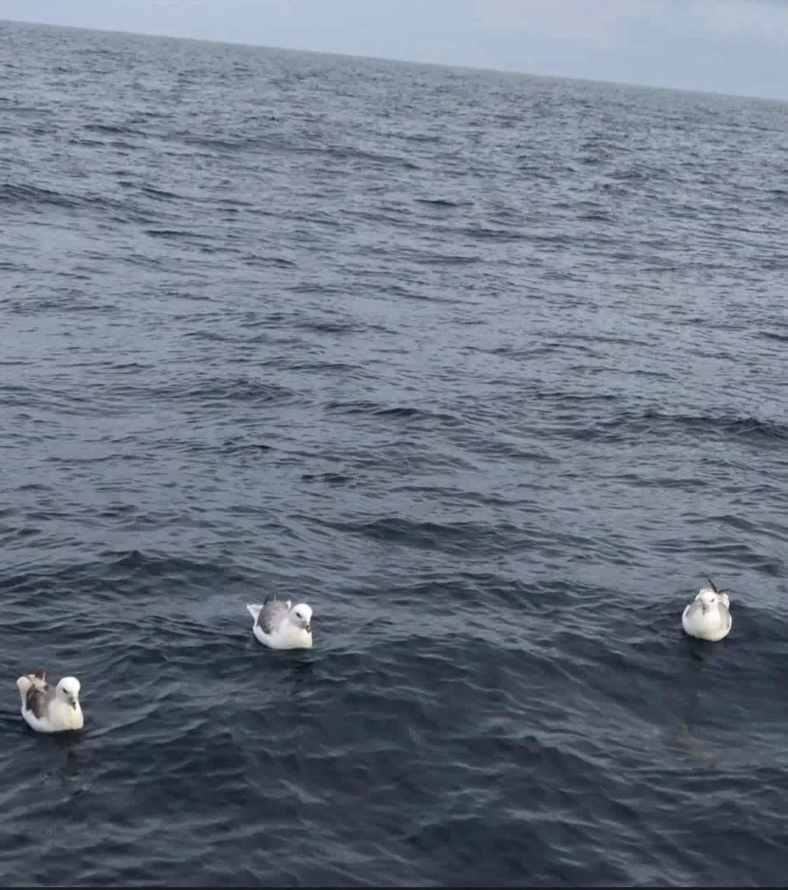 Four seagulls floating on a calm, dark ocean under a cloudy sky.