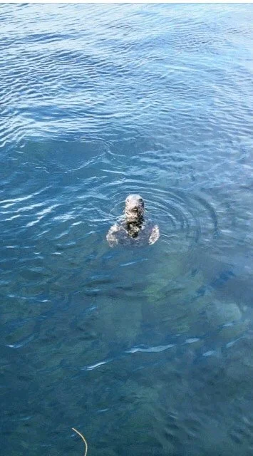 A seal swimming in open blue water
