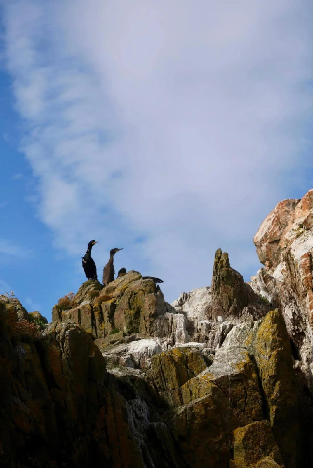 Three cormorants standing on rocks on a rocky hillside with a partly cloudy sky in the background.