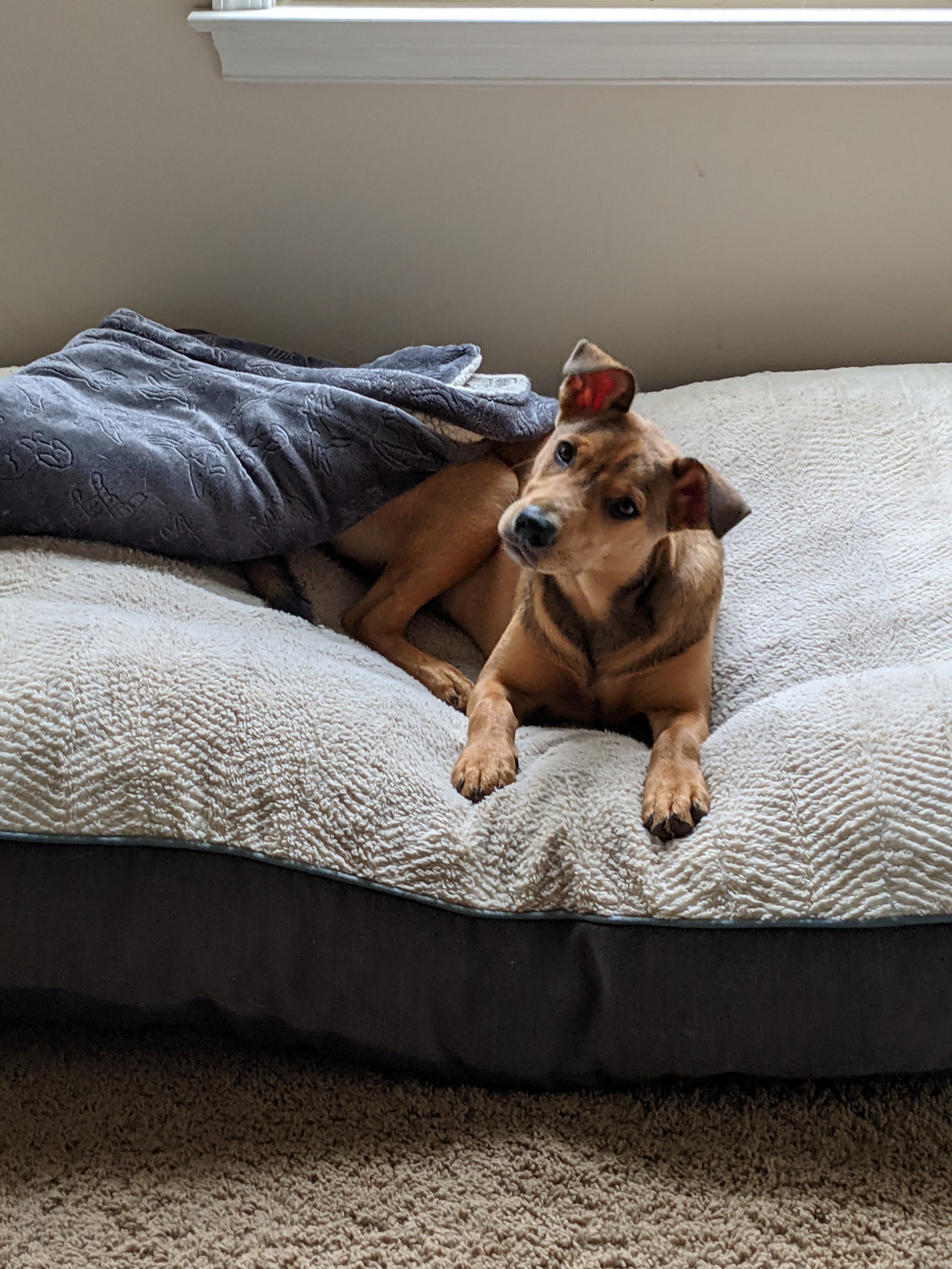 What I wish I'd known in my earliest days with dogs