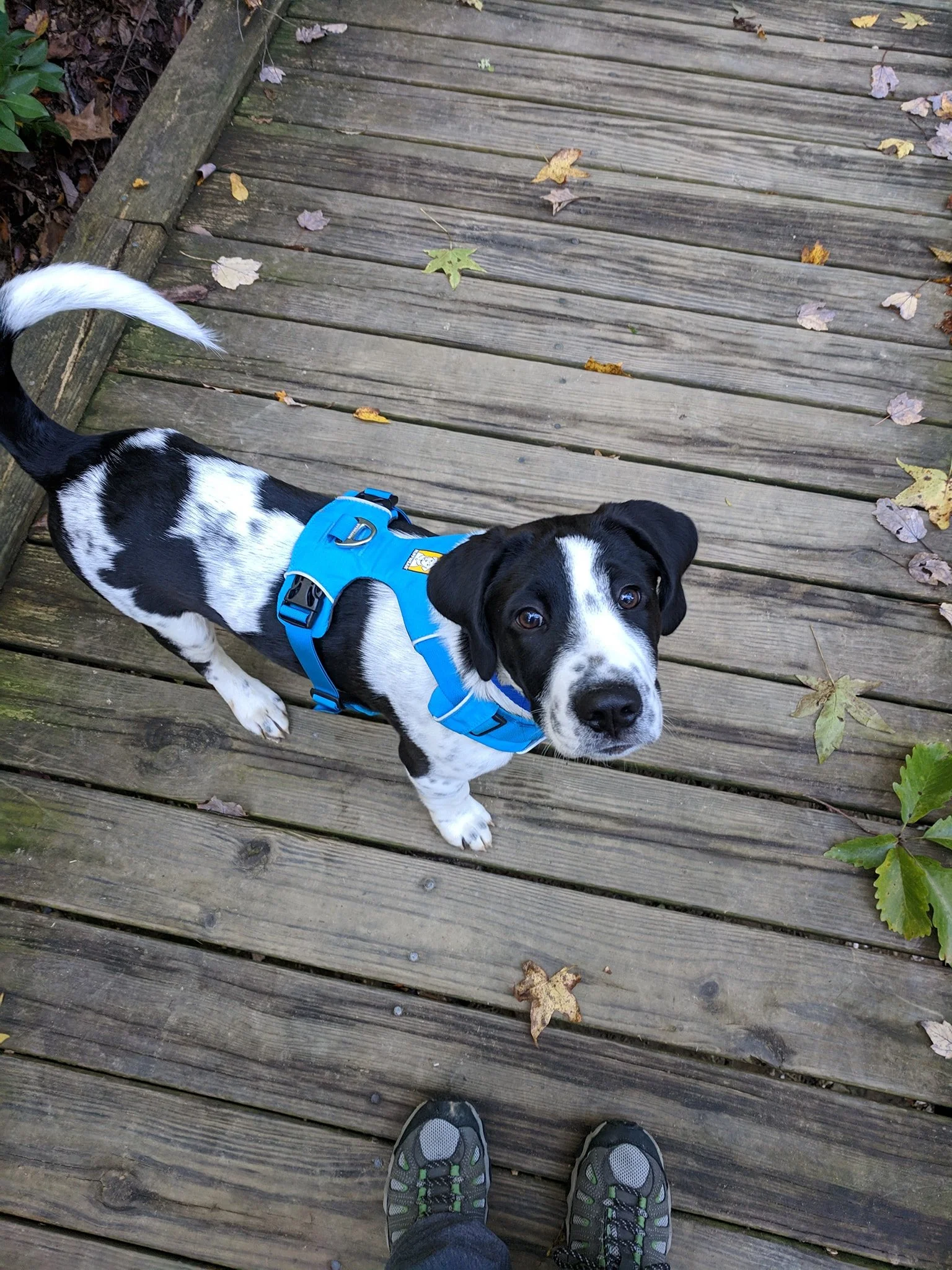 Your Dog Called. They Want a Better Summer.