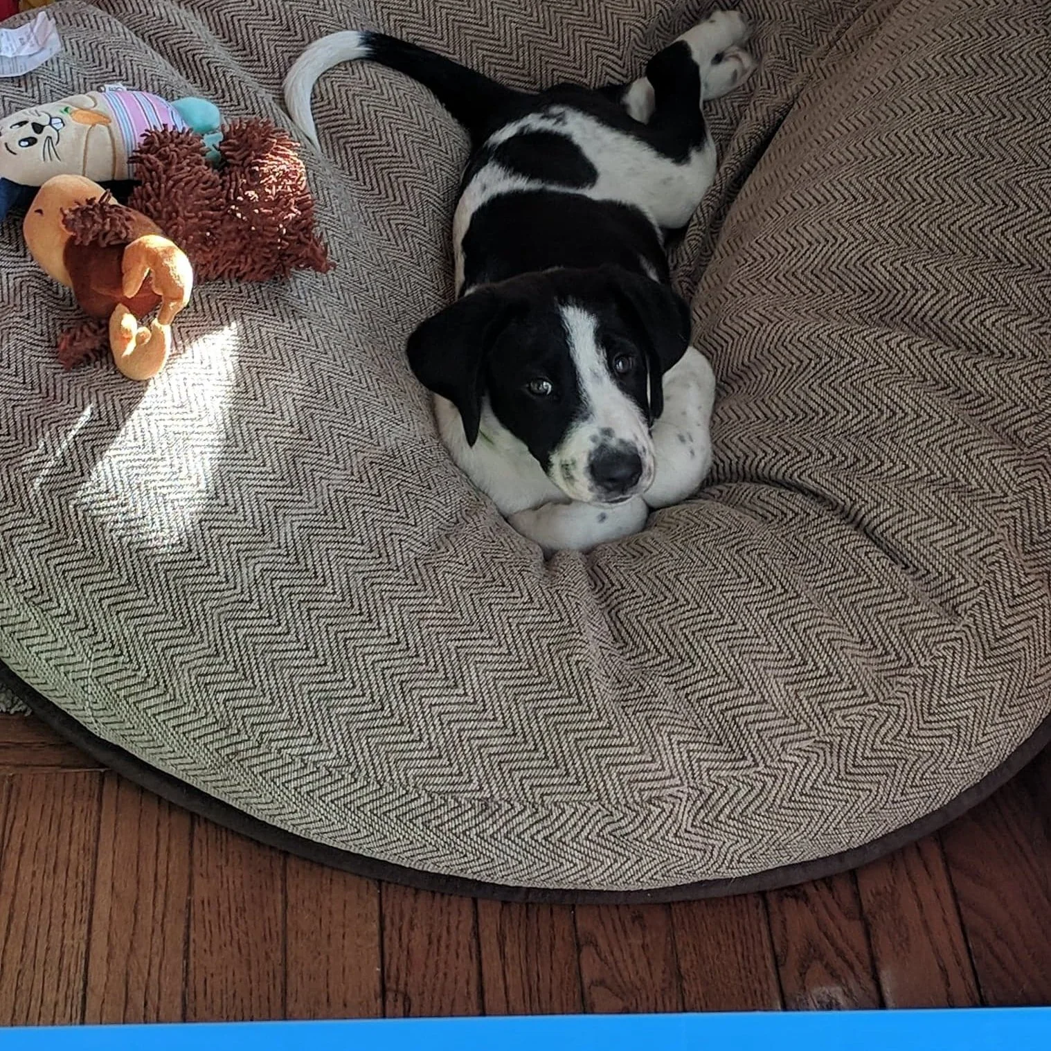 Welcoming a New Dog? Watch Your Dog, Not the Calendar.