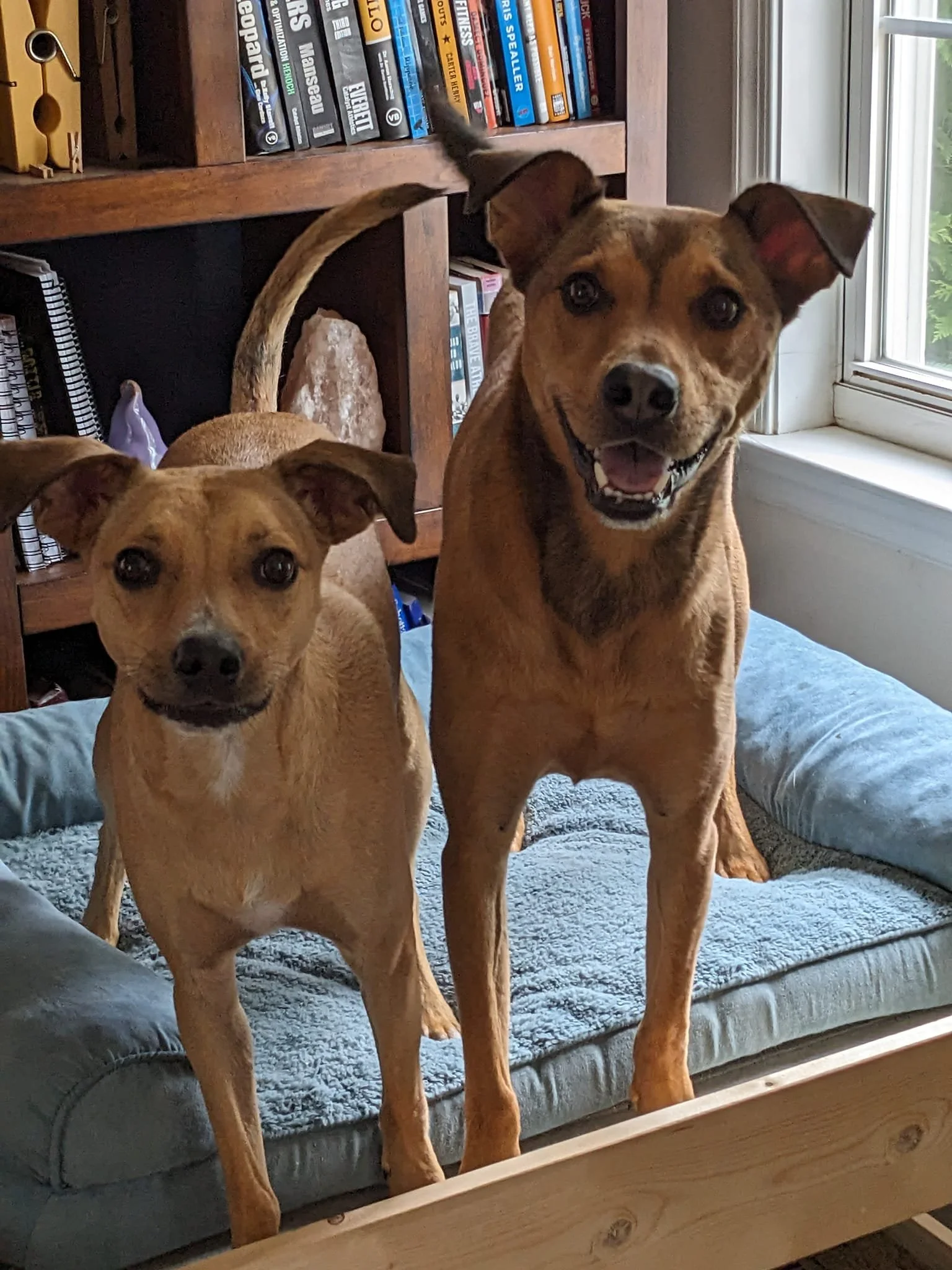 Why Your Dog Struggles With Houseguests (and How to Actually Help)