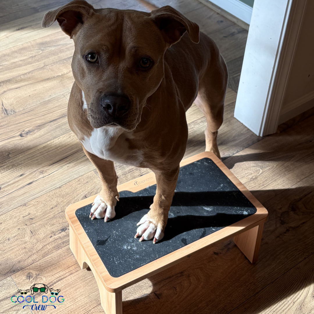 From Fear to Flourishing: A Letter to the Worried Dog Mom or Dog Dad