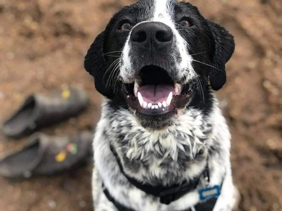 Ask Less, Offer More: Honoring Odin in His Senior Years
