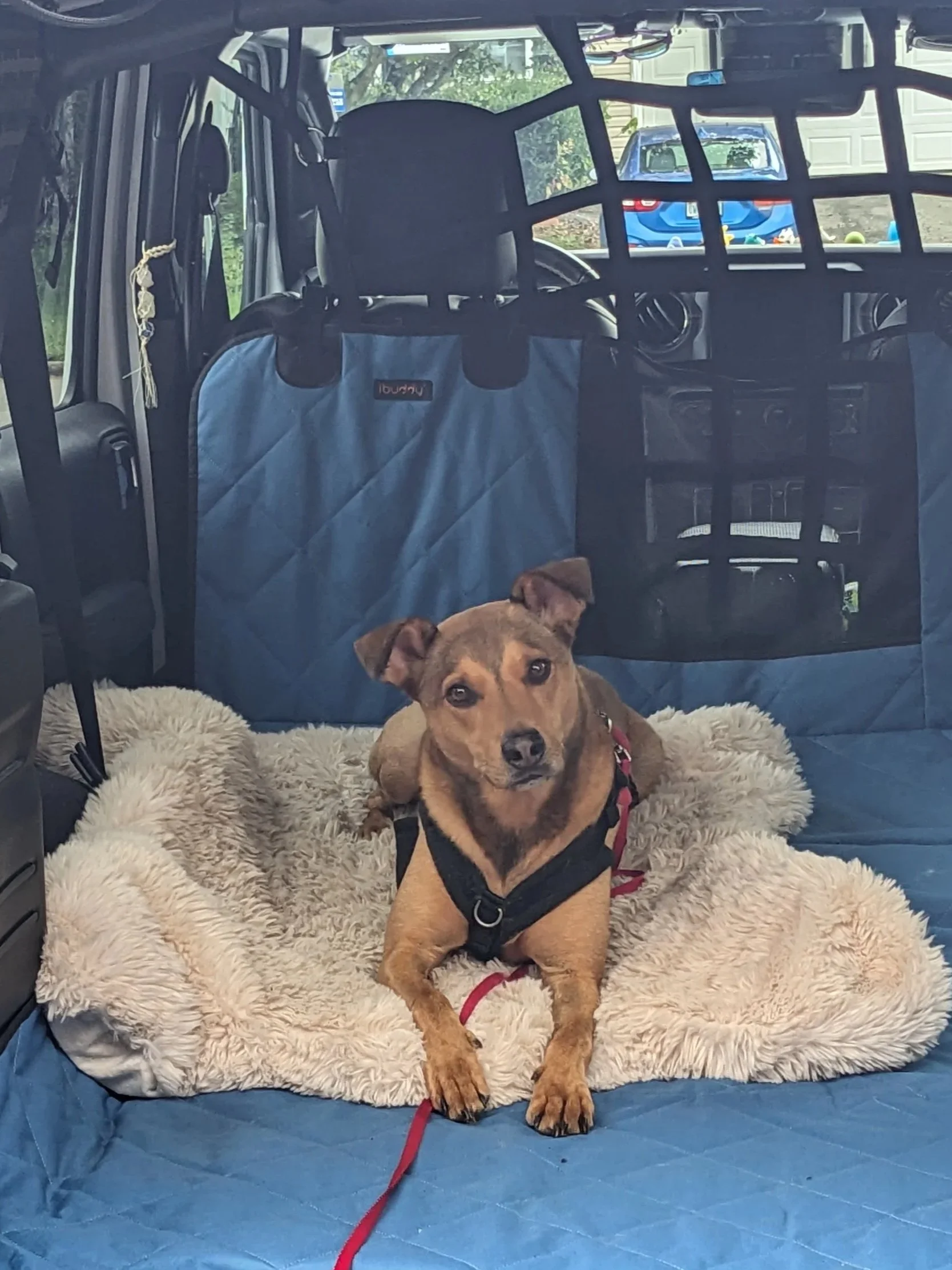 Dog Harness vs Collar: Why I Recommend Harnesses for Most Dogs