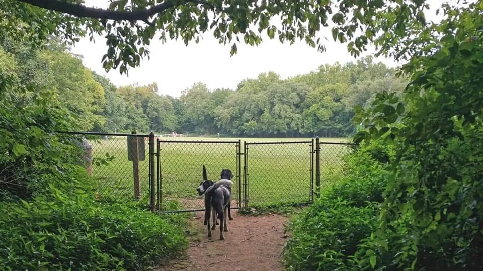 Your Dog Isn't Failing. The System Is.