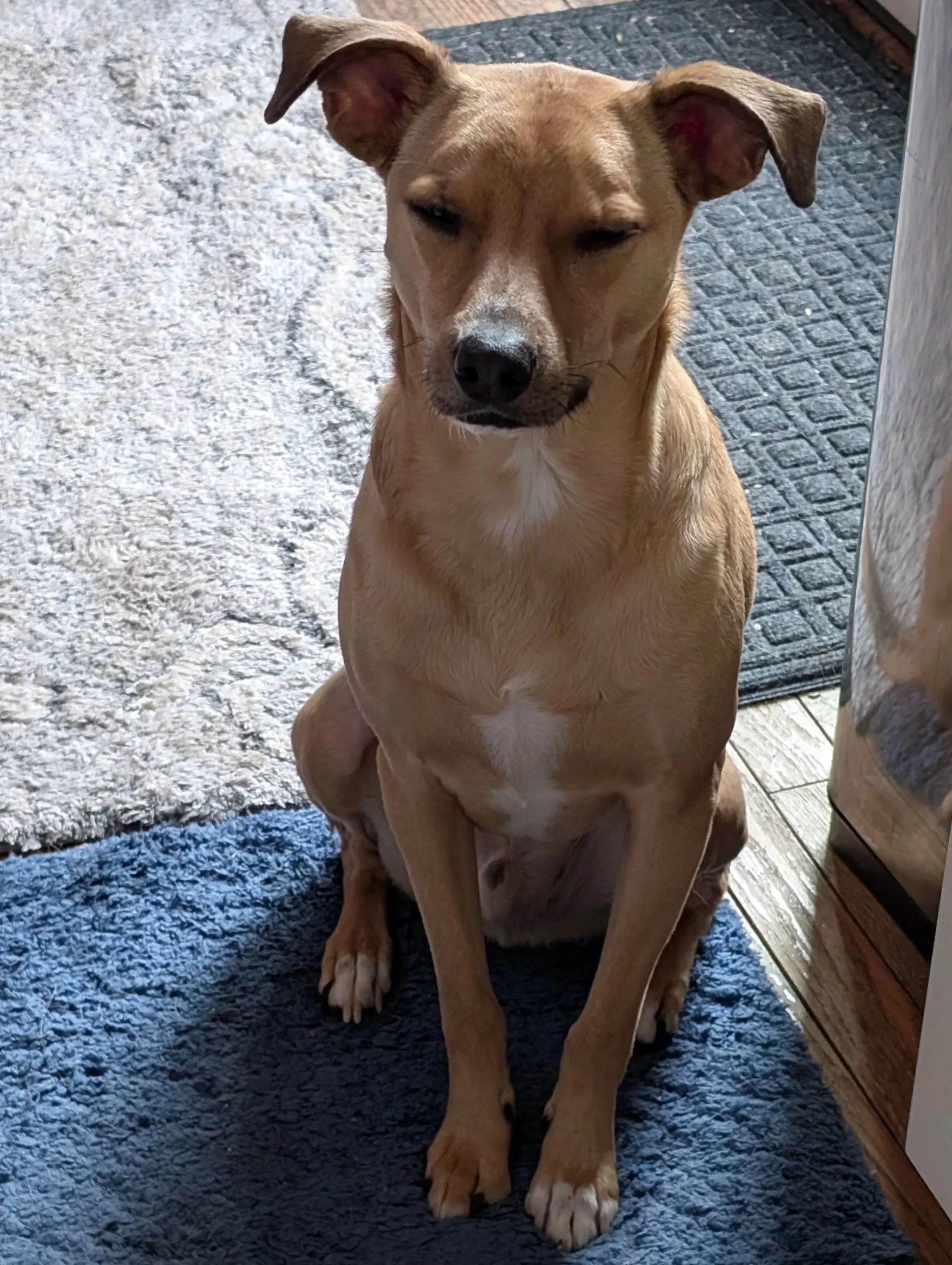 A tan dog with a white chest sitting on a blue rug in front of a door, with eyes half-closed.