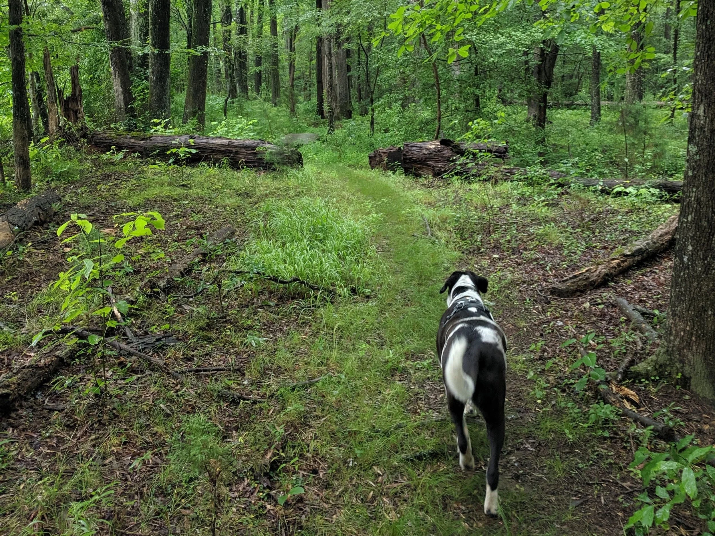 Dog walking along a wooded trail in a lush green forest with fallen logs and dense trees.
