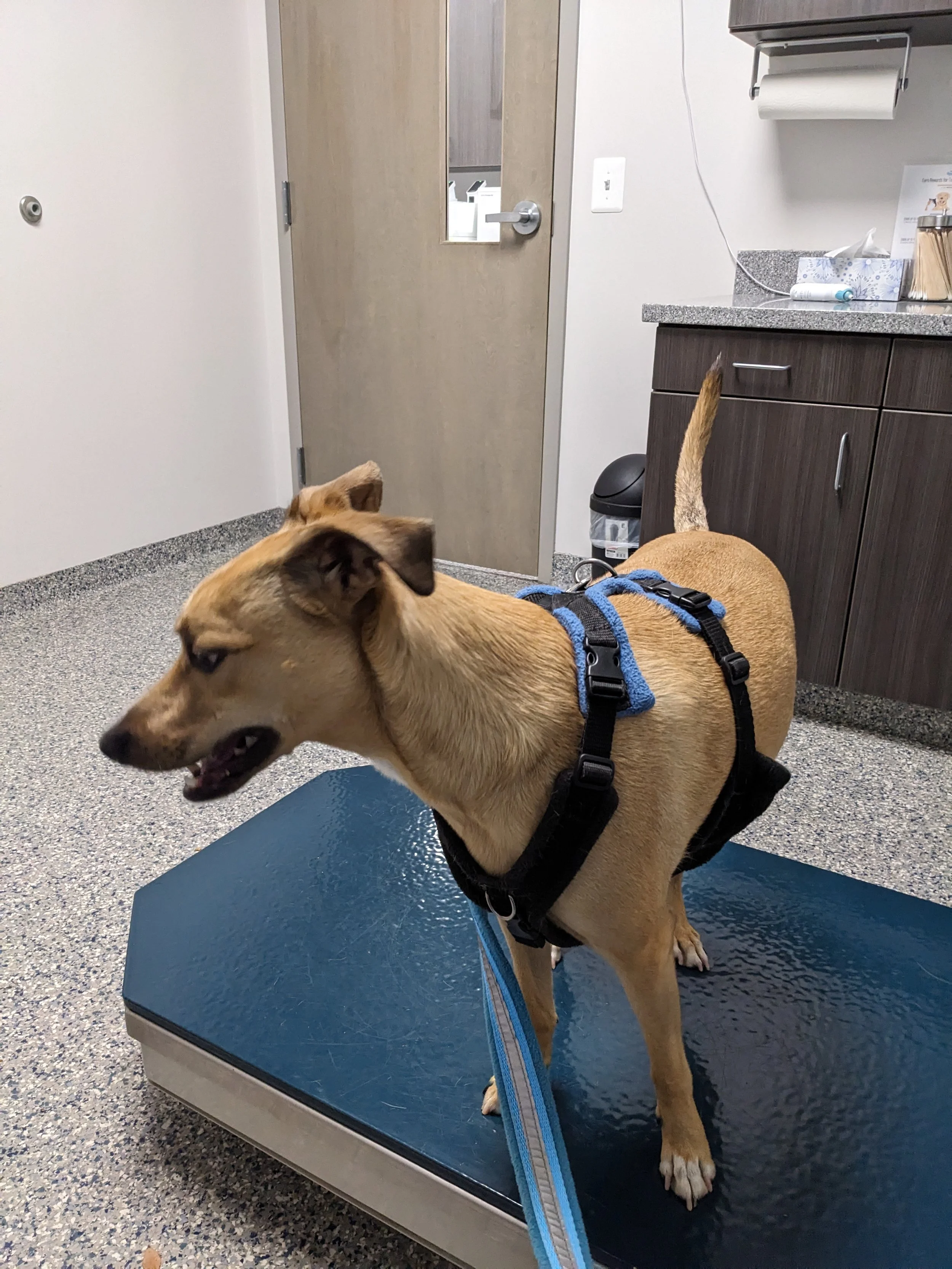 This is Otter at the vet, on the table, calm, cool, and confident. That ease is exactly what we are building, and it travels everywhere they go.